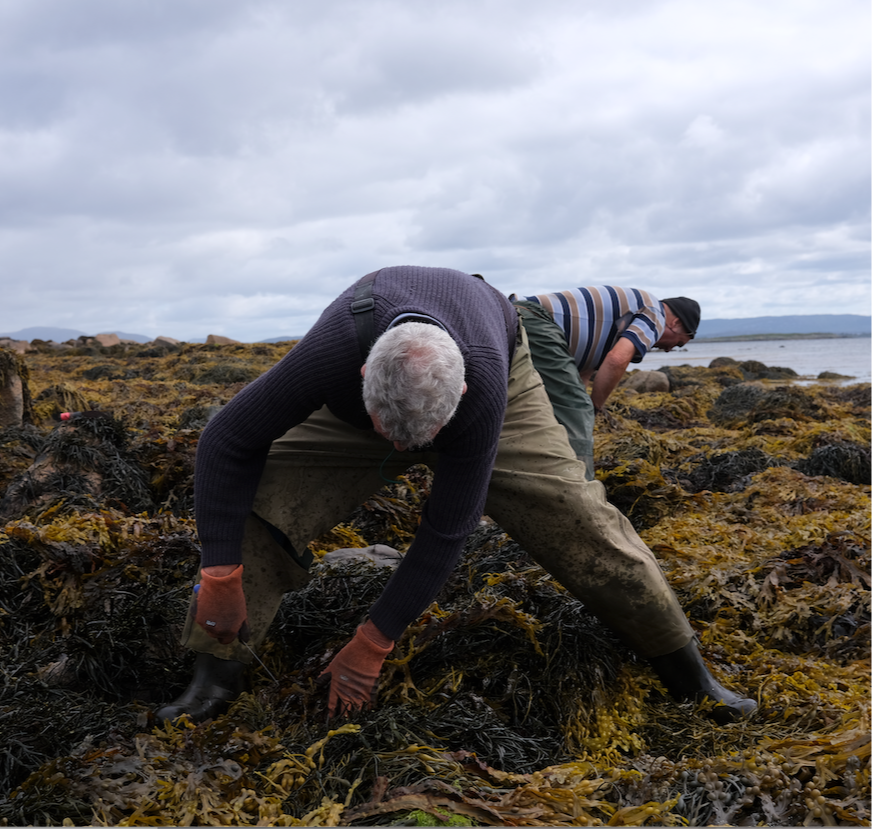 Seaweed Is Their Way of Life. A Company’s Sweeping Plan Threatens It.