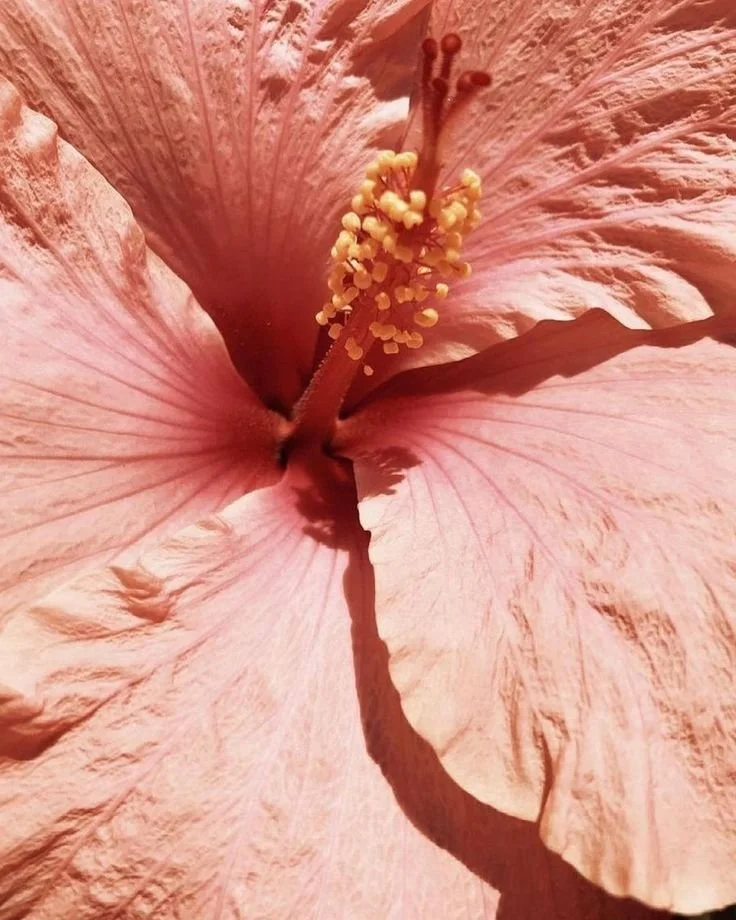 Embodied Hatha at Moore St Lane