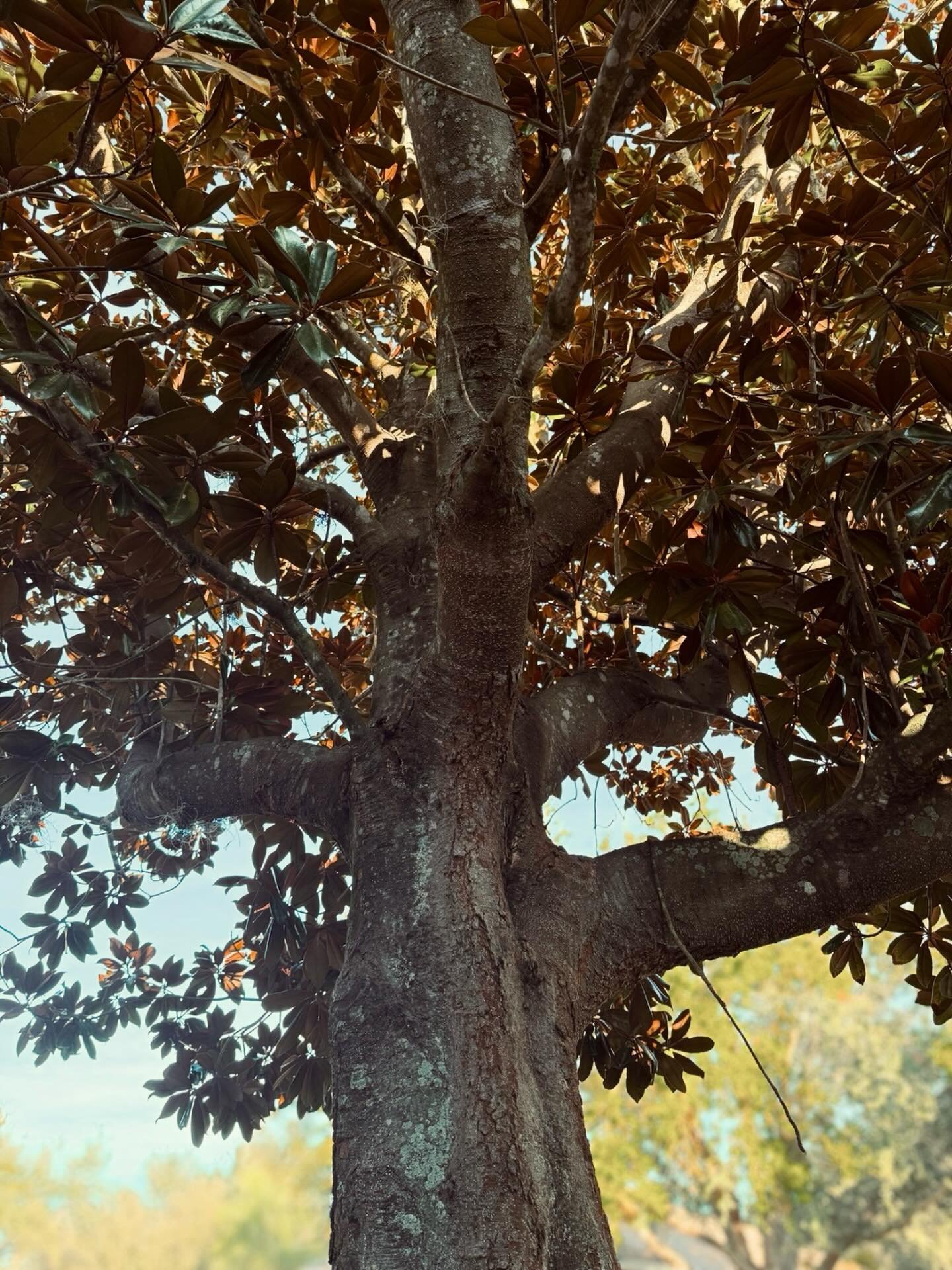 I sometimes think about The Giving Tree and how modern discussions often point to a shift from beloved children&rsquo;s story to problematic allegory. We project onto it our pain, our fear of being taken advantage of, and the idea that no matter how 