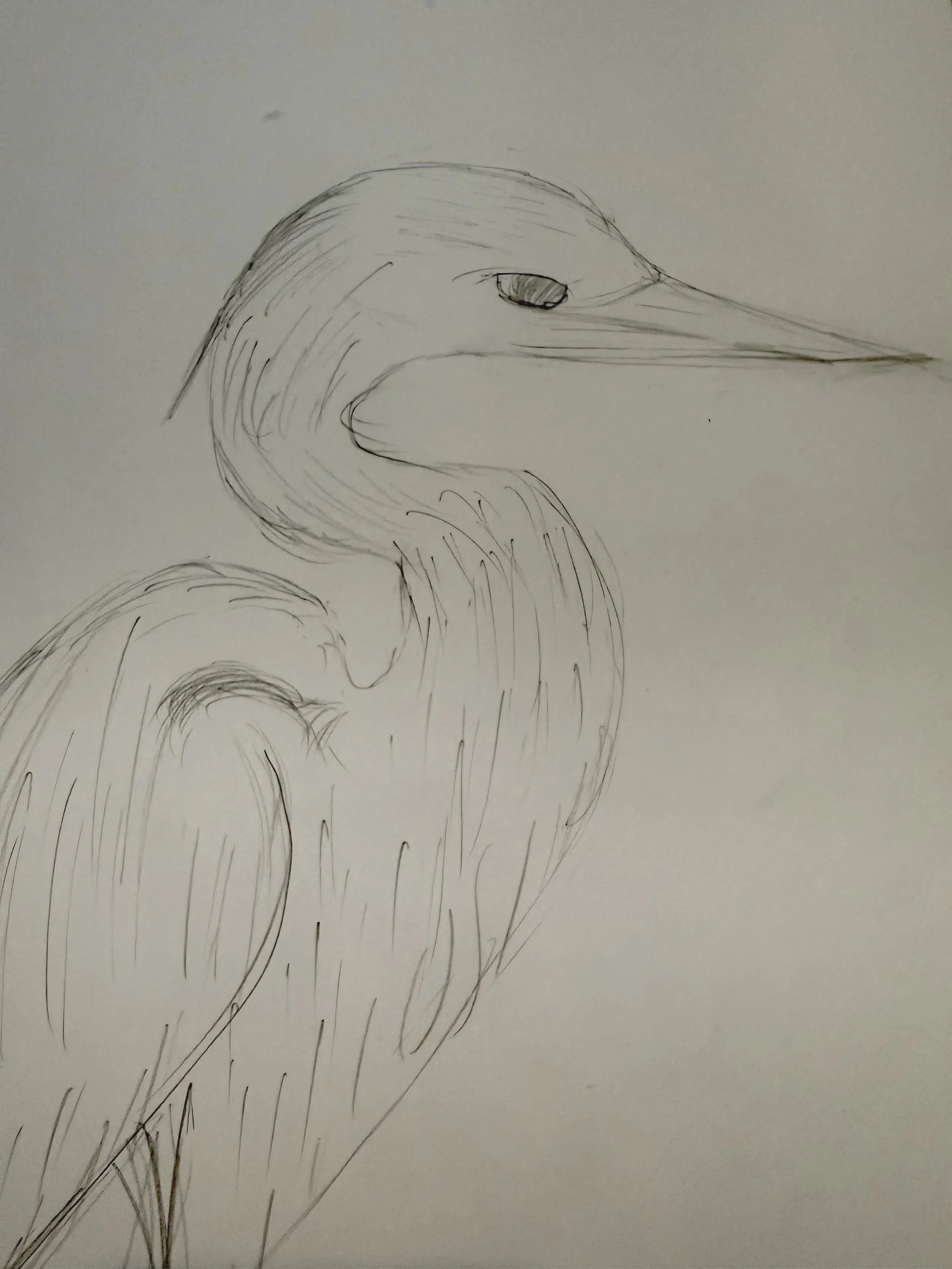A Bird Speaks of Aesop