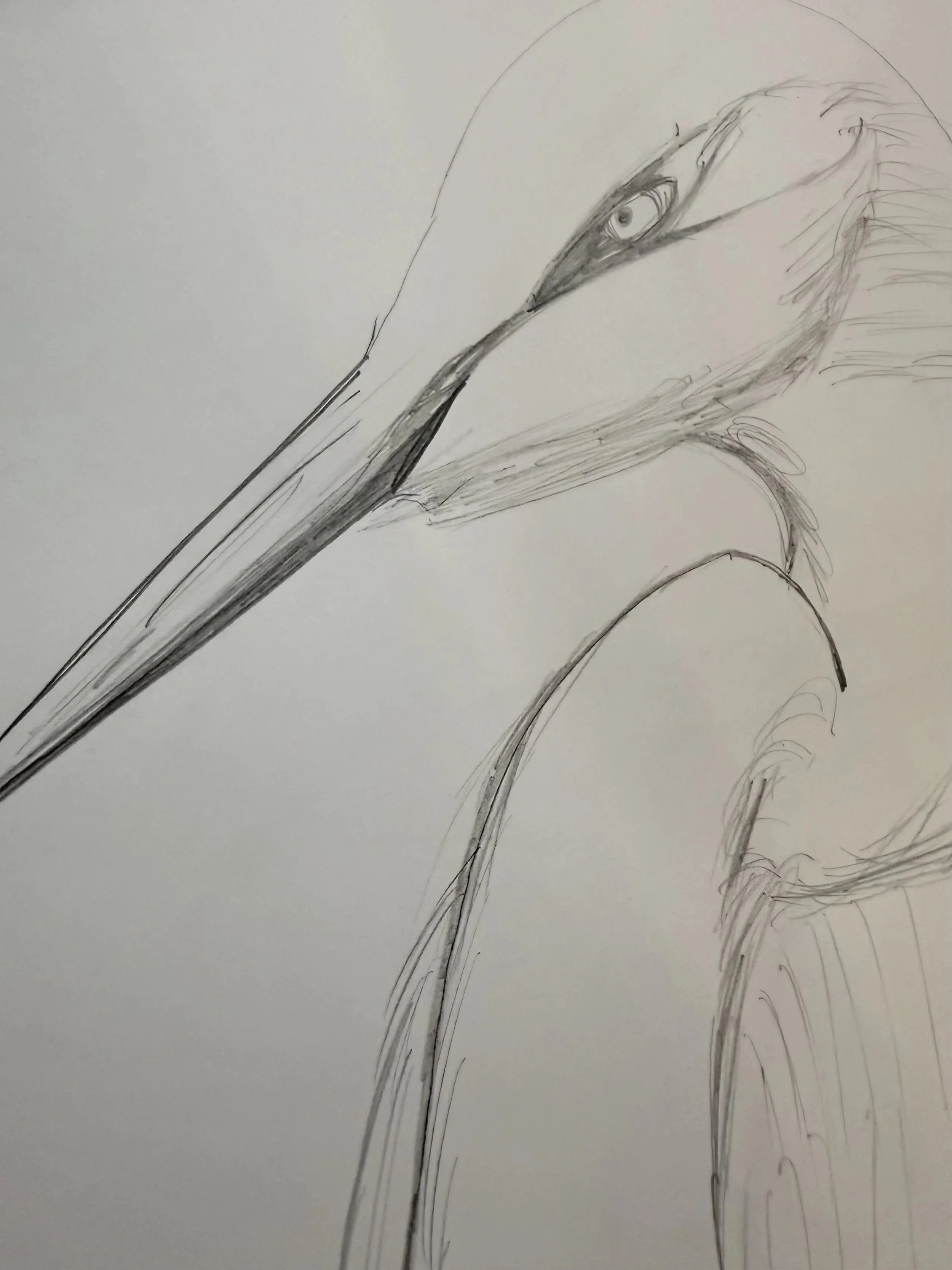 The Flocking Crane