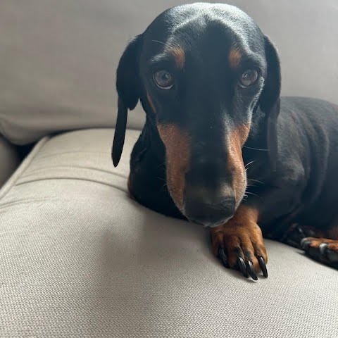 Meet the studio mascot, Daisy, our little rescue pup! You&rsquo;re welcome to have her join the session if you&rsquo;d like - she loves cuddles, especially tummy rubs from the kids. 🌼🌼🌼

At KP-Photo, we want you to feel like part of our family. Wh