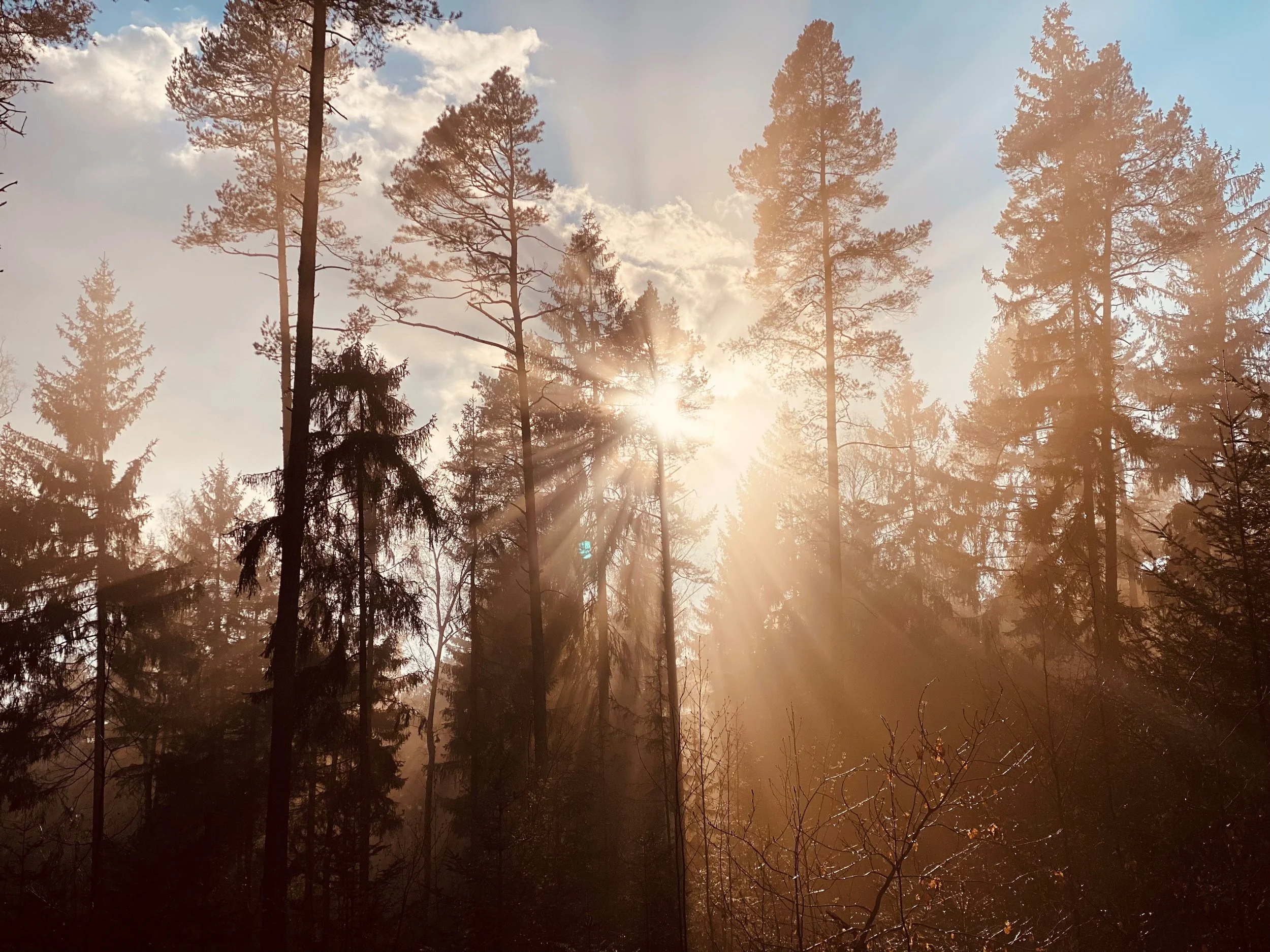 Sonnenstrahlen brechen durch die Baumwipfel eines Waldes beim Sonnenaufgang oder Sonnenuntergang.