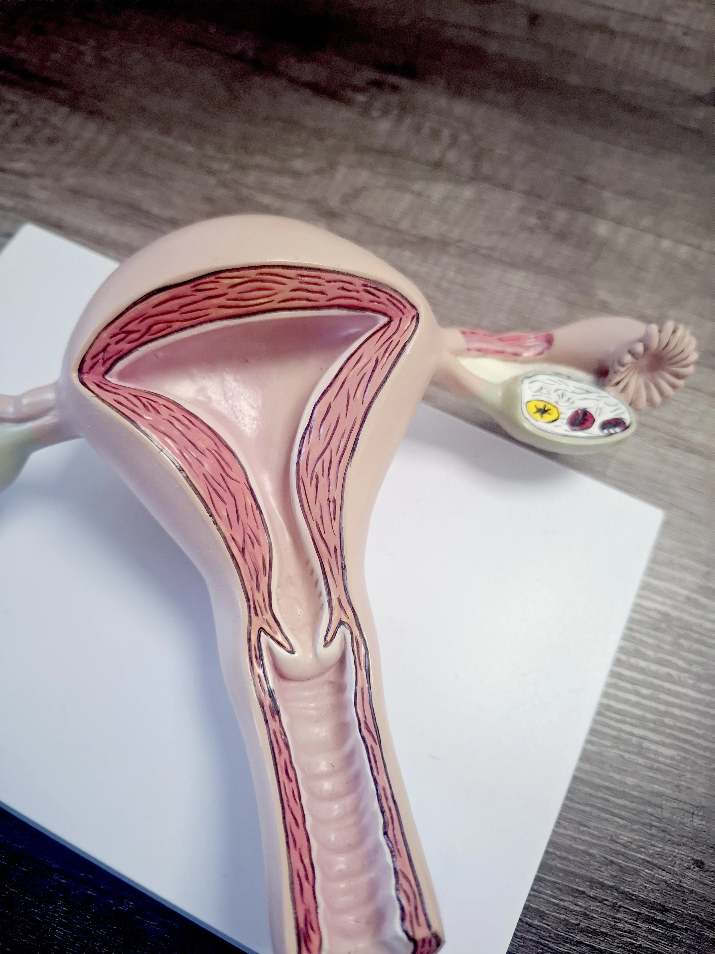 An anatomical model of female reproductive organs showing the uterus, fallopian tubes, and vagina with internal details.