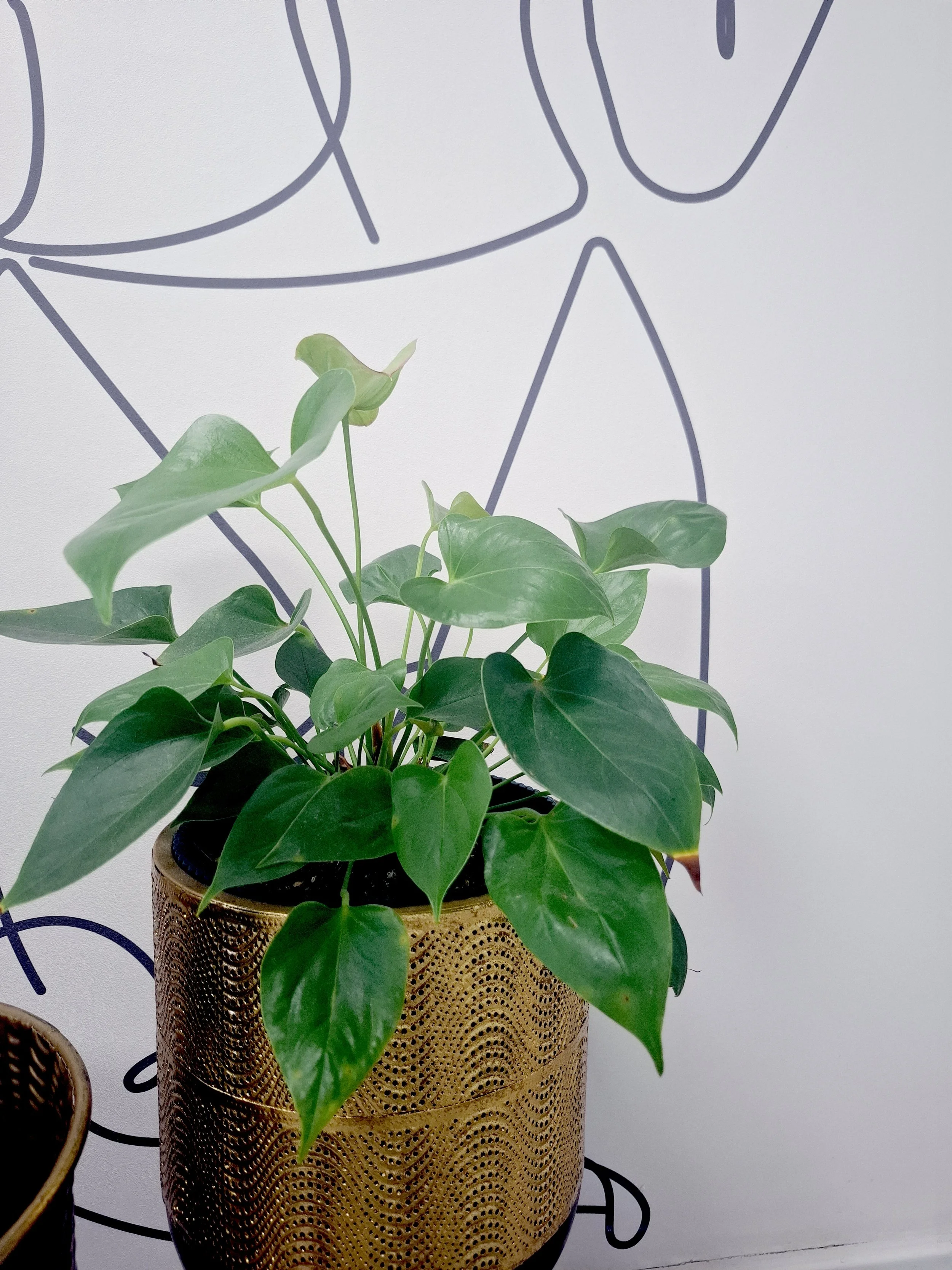 Dedicated women’s health team at Dr Donné van Bergen’s Cape Town practice