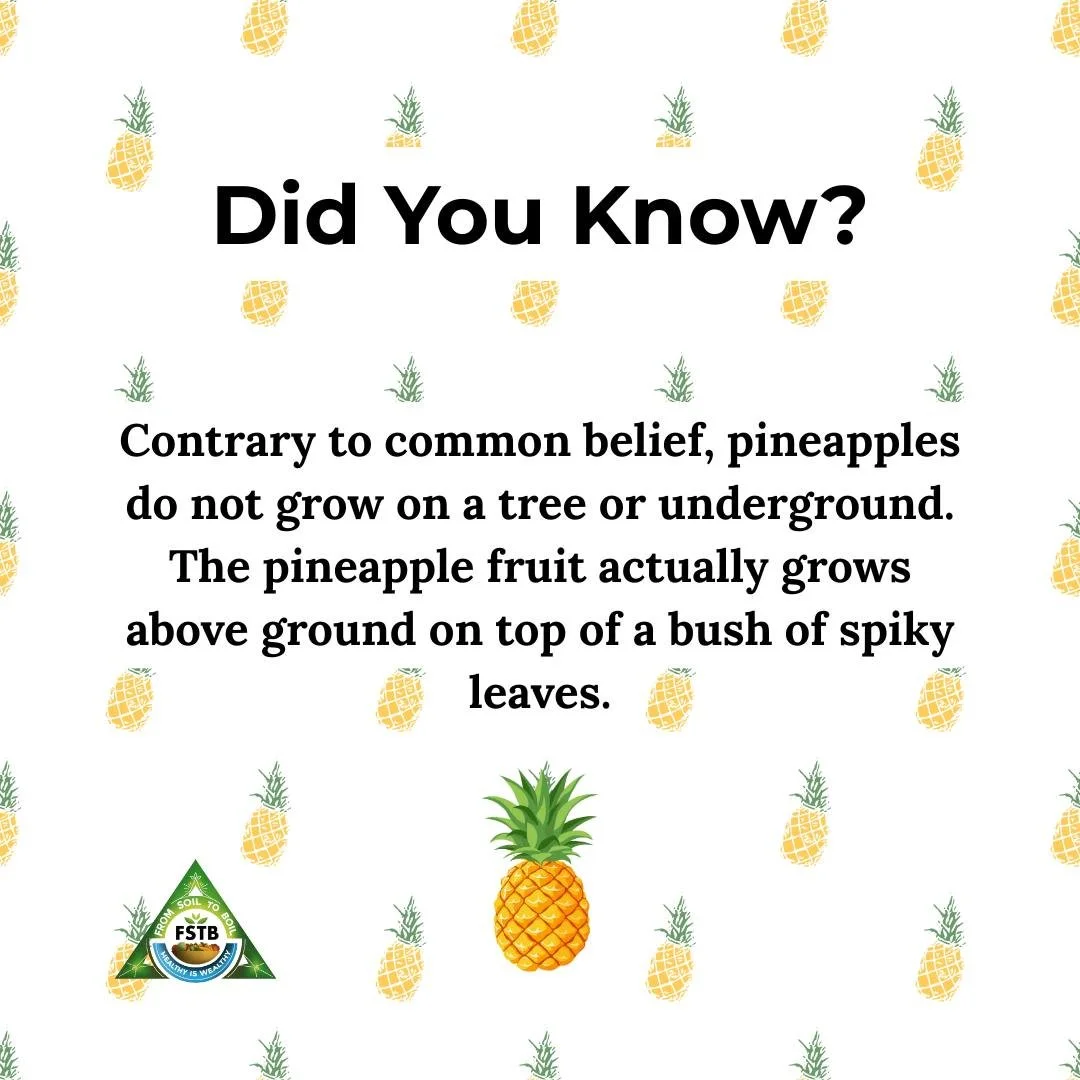 Pineapples don&rsquo;t grow on trees&mdash;they grow above ground on top of spiky-leafed bushes!
Nature sure knows how to surprise us. Grab one fresh this week!

#FromSoiltoBoil #PineappleFacts #FarmFreshFruit #TropicalGoodness #DidYouKnow #EatLocalL