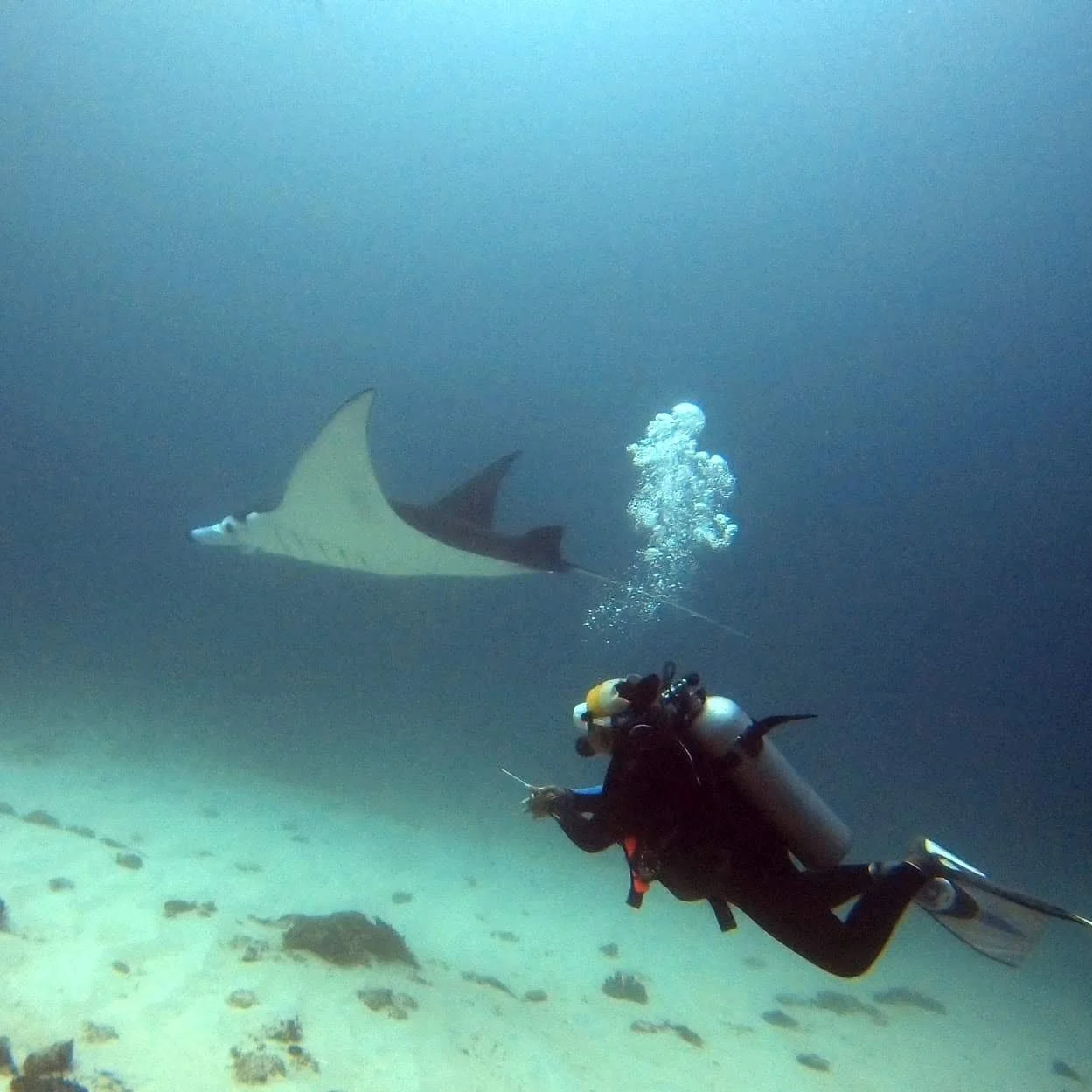 Top 7 Dive Sites in Indonesia From A Proudly Bias Local