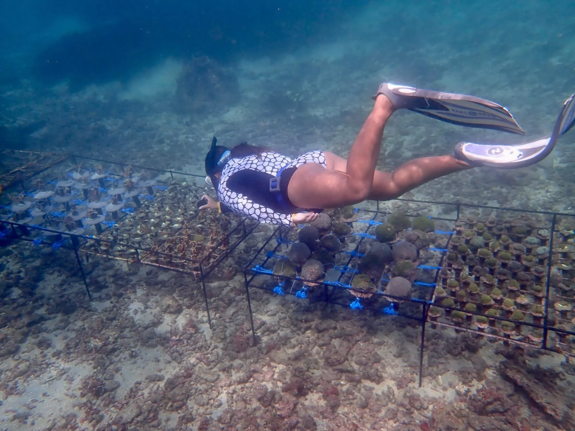 From Rubble to Reef: Sanur Coral Restoration Project