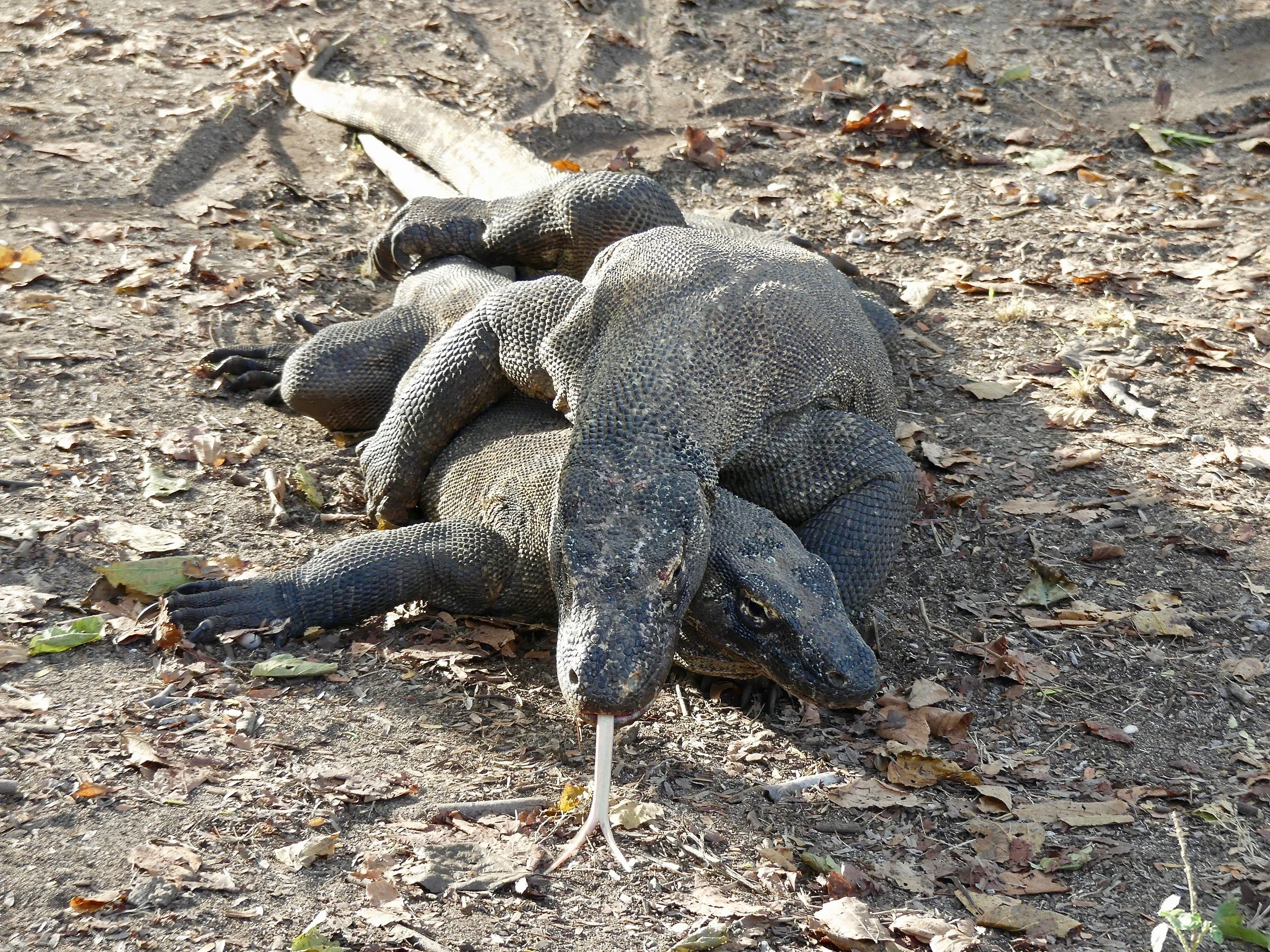 Rinca vs Komodo: I Spent 10 Years Visiting Both — Here’s Why I’d Choose Rinca