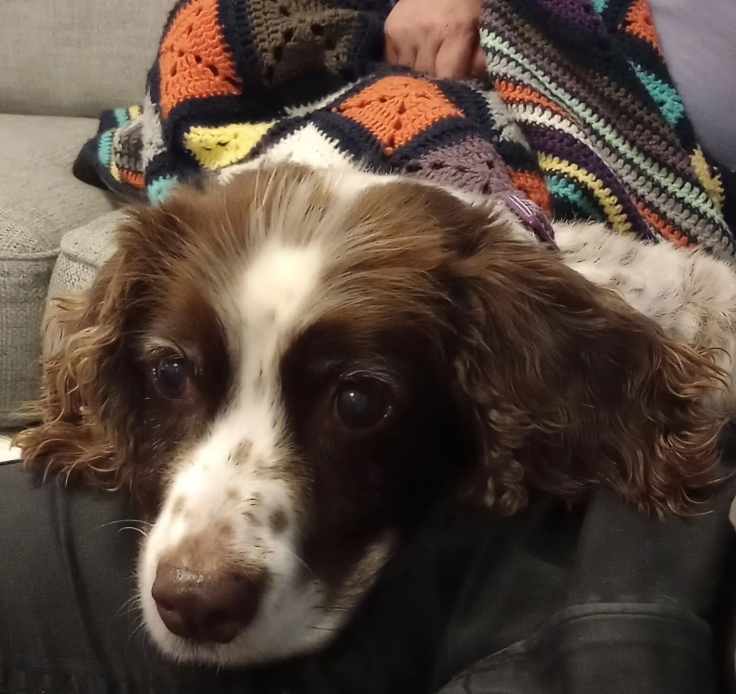 Sleep tight gorgeous Molly the dog. I hope there's an endless supply of tennis balls and sausages where you are now. ❤️