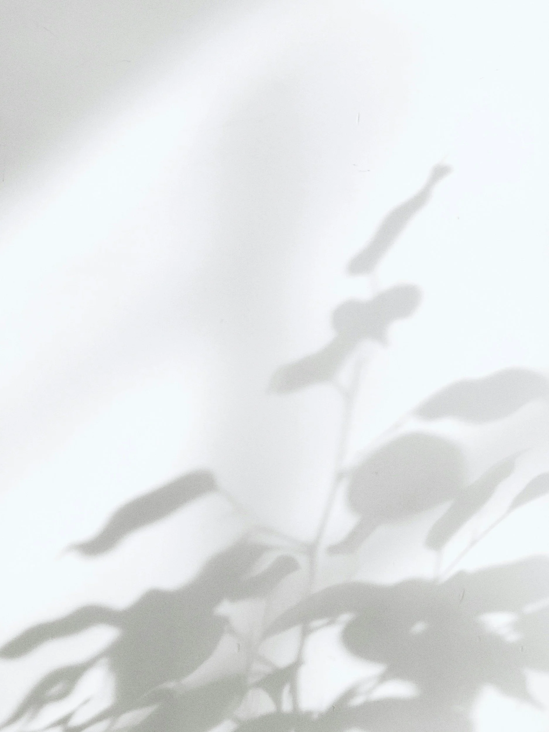 Shadow of a plant with elongated leaves cast on a light-colored wall.