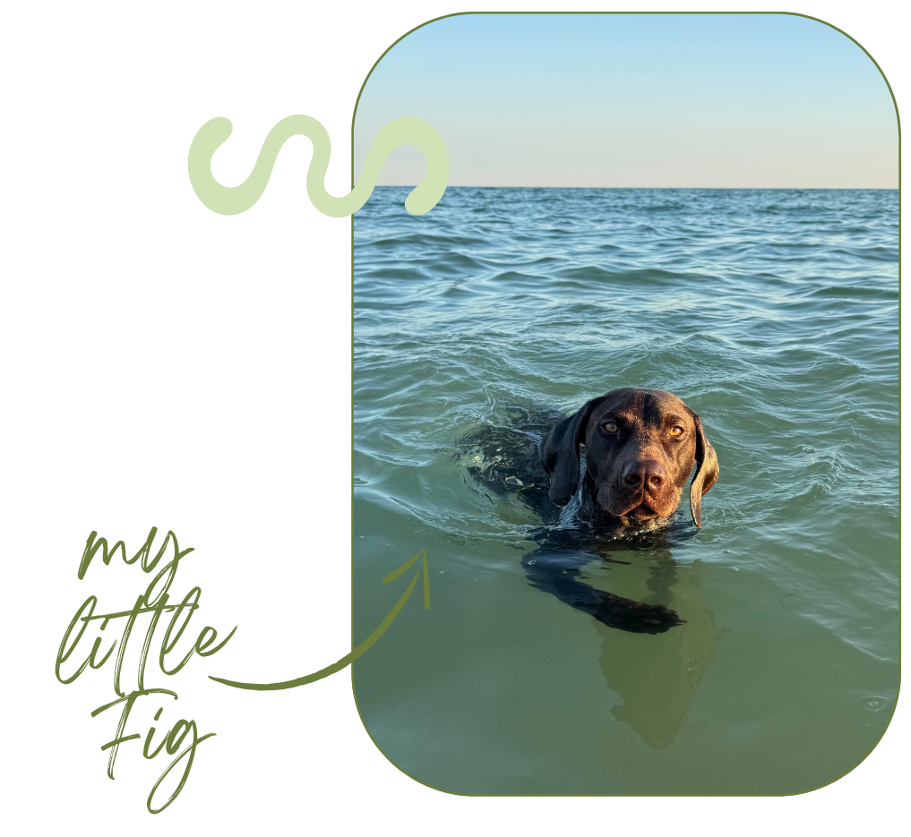 A brown dog swimming in the ocean during sunset or sunrise.