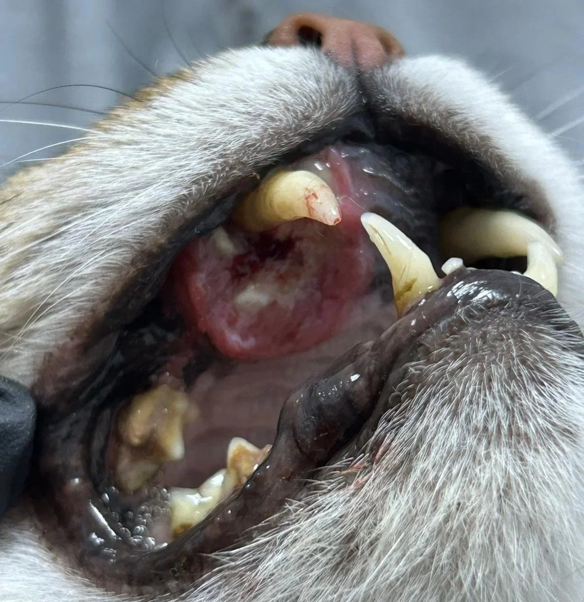 Tumori orale la animale