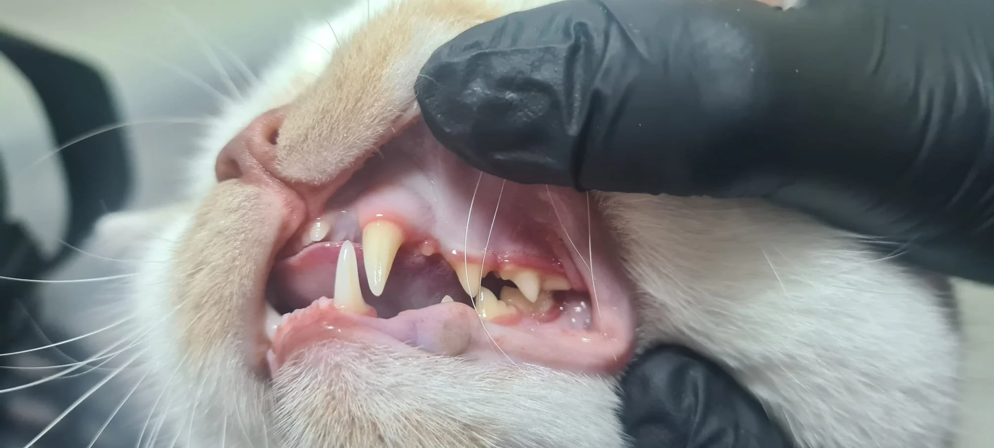 Gingivita la pisici: cauze, semne și tratament