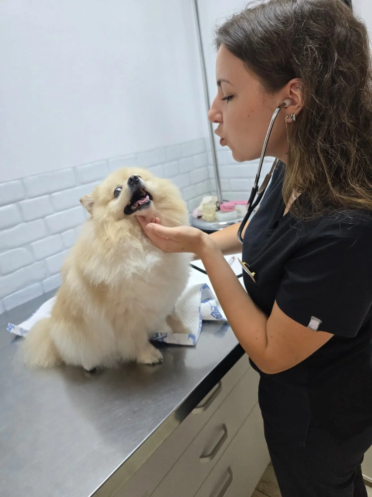 De ce mirosul urât al gurii NU este normal la câini și pisici&nbsp;și ce afecțiuni poate ascunde