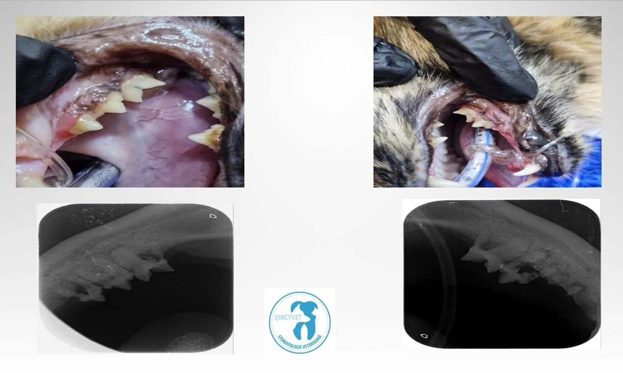 Resorbția dentară la pisici: una dintre cele mai dureroase&nbsp;afecțiuni ascunse
