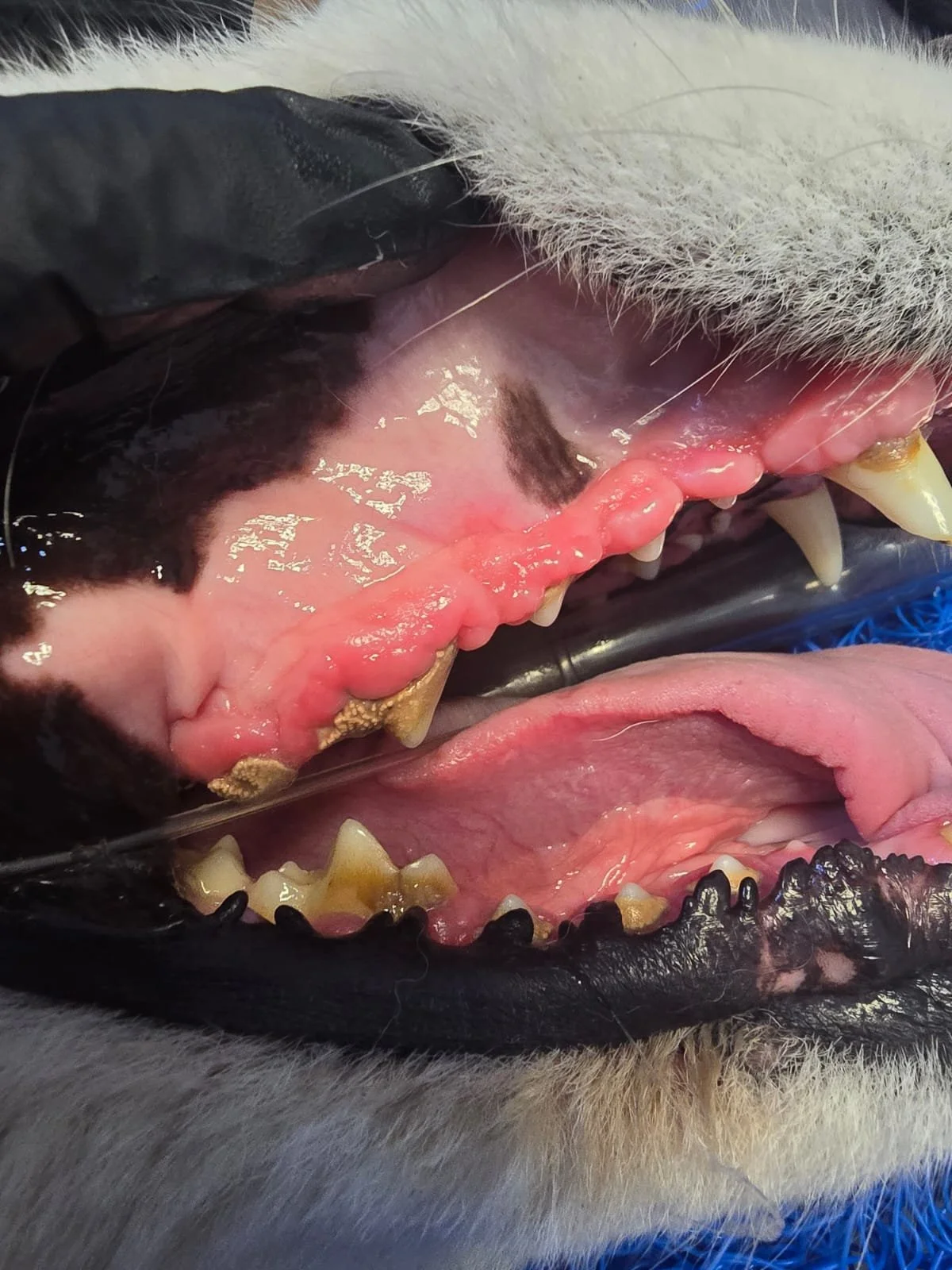 Hiperplazia gingivală la câini: cauze, simptome și tratament