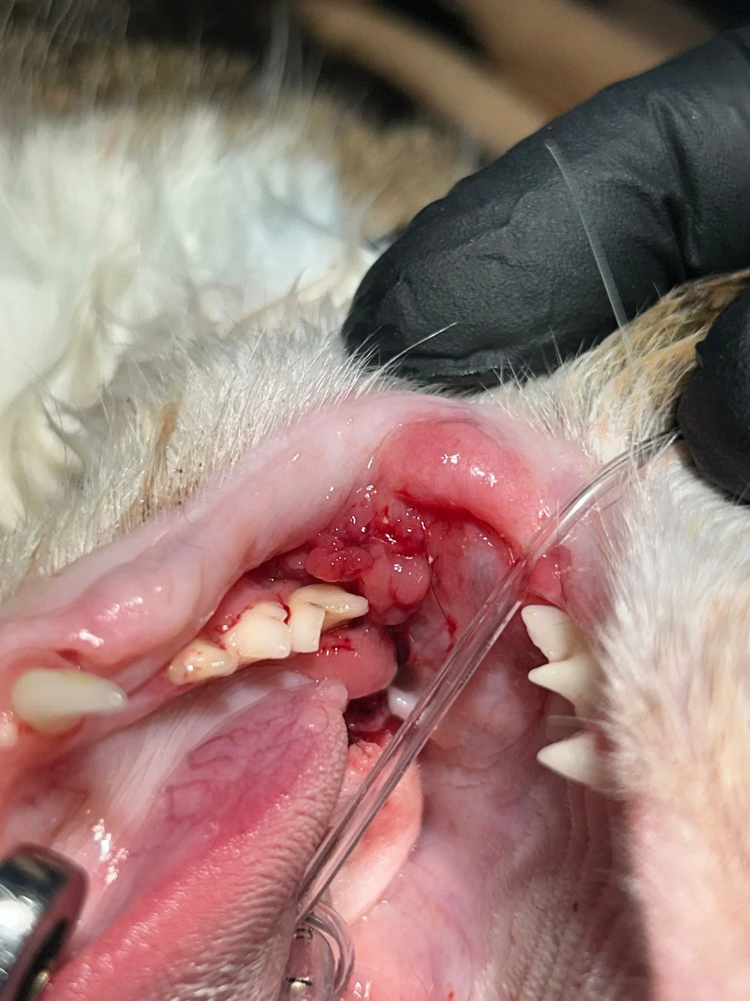 Stomatita la pisici: cauze, simptome și opțiuni de tratament