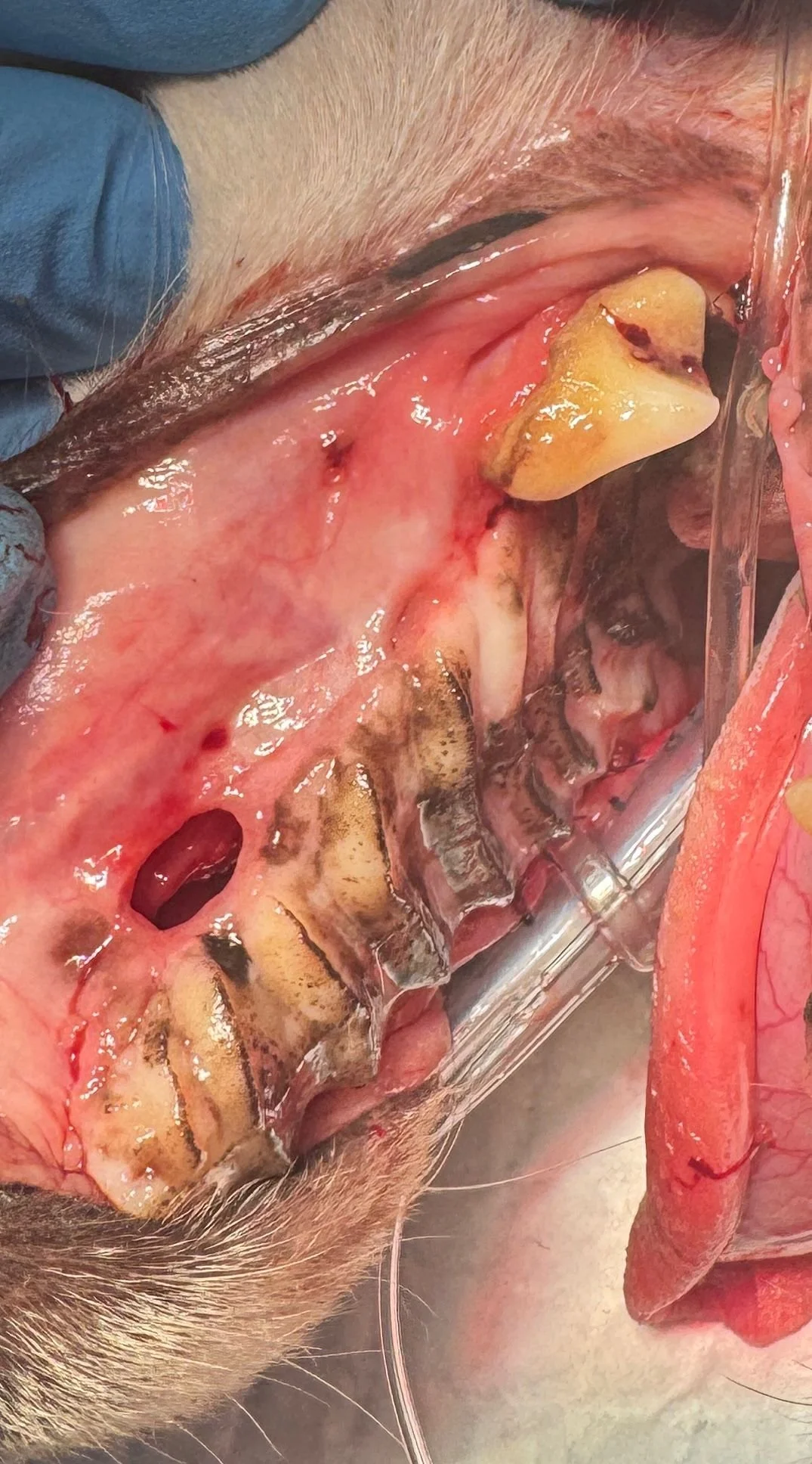 Fistulele oro-nazale la câini și pisici: ce sunt, de ce apar și cum se tratează