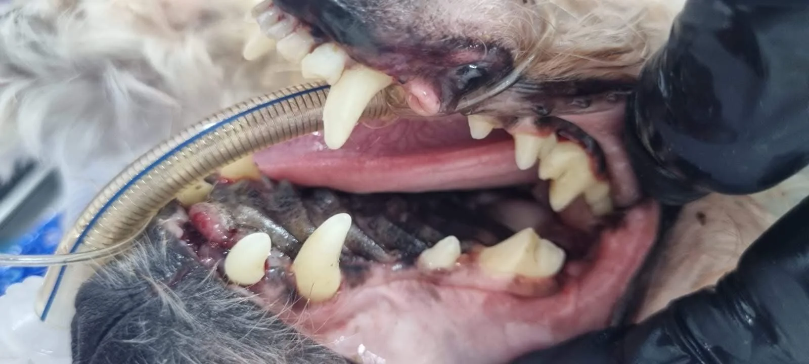 Dinții roz la câini: ce indică și de ce&nbsp;reprezintă o urgență stomatologică