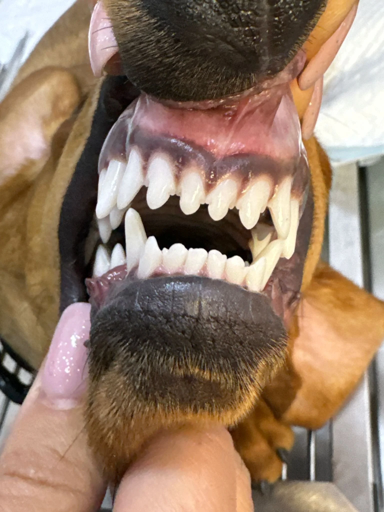 Lingoversia caninilor inferiori la câini:&nbsp;cauze, simptome și soluții de tratament