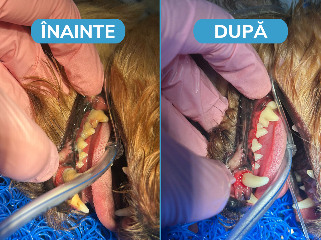 Mituri despre detartrajul la câini.&nbsp;Ce trebuie să știe fiecare proprietar