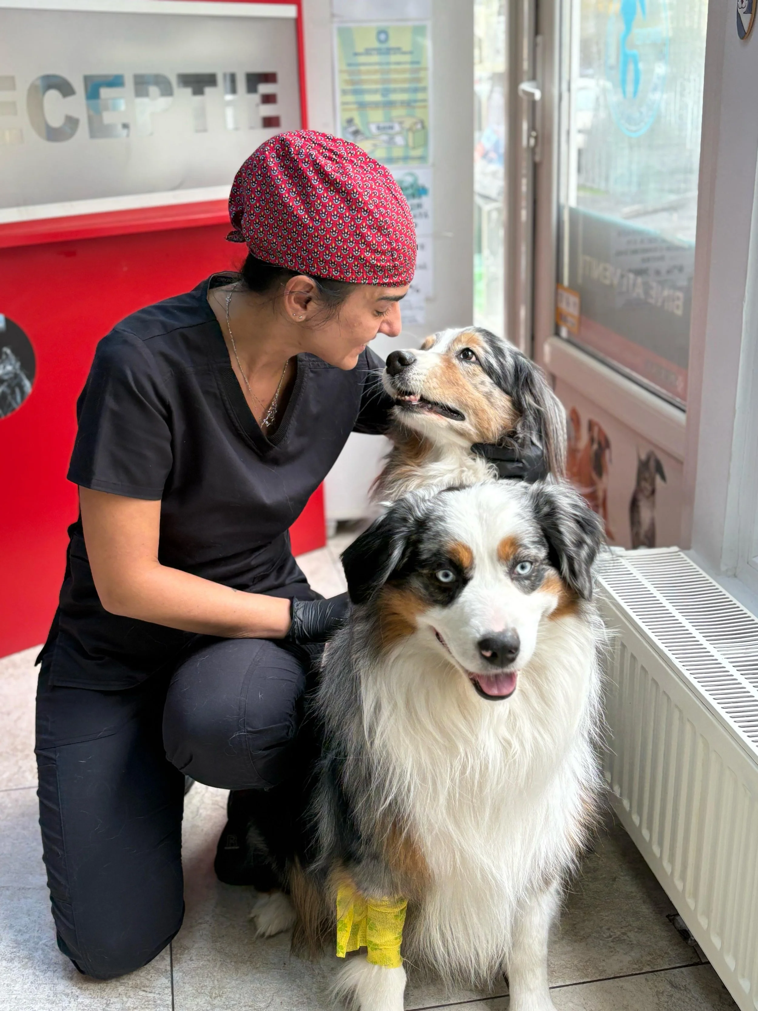 Cum speli corect dinții câinelui. Ghid pas cu pas