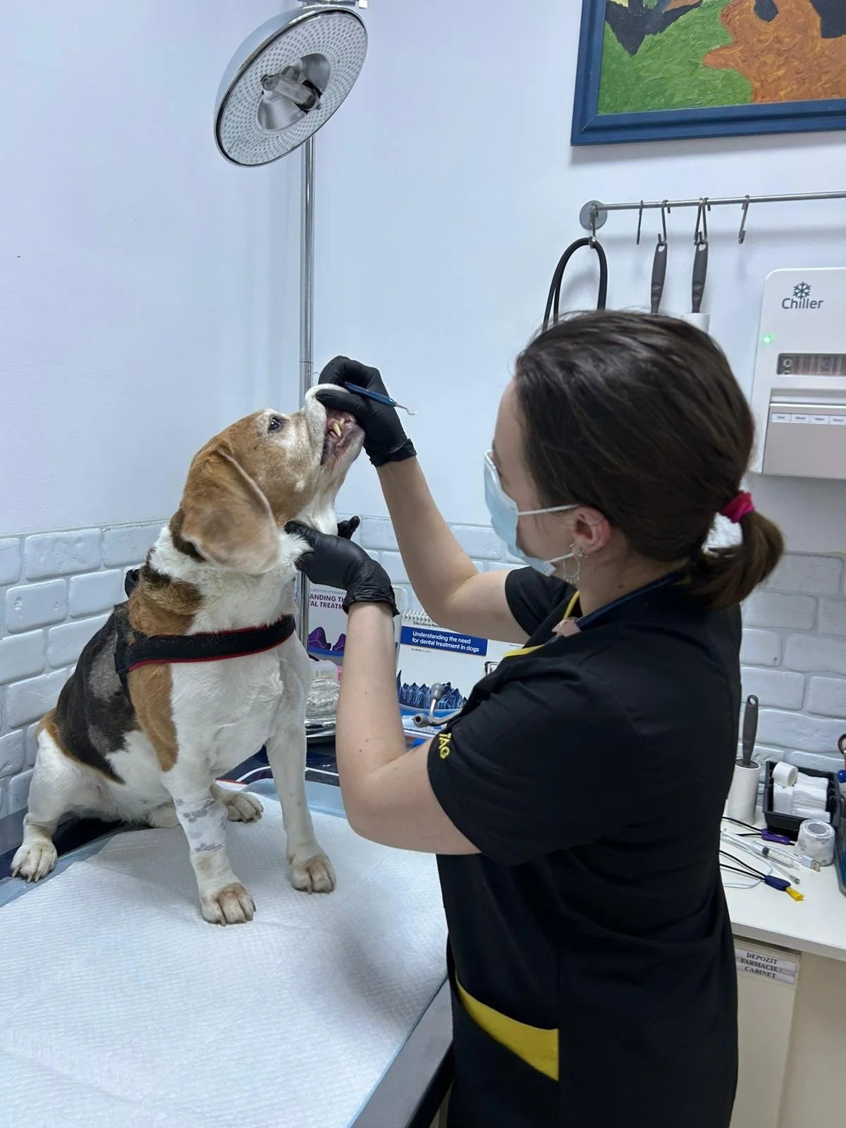 De ce boala parodontală afectează organele interne la animale