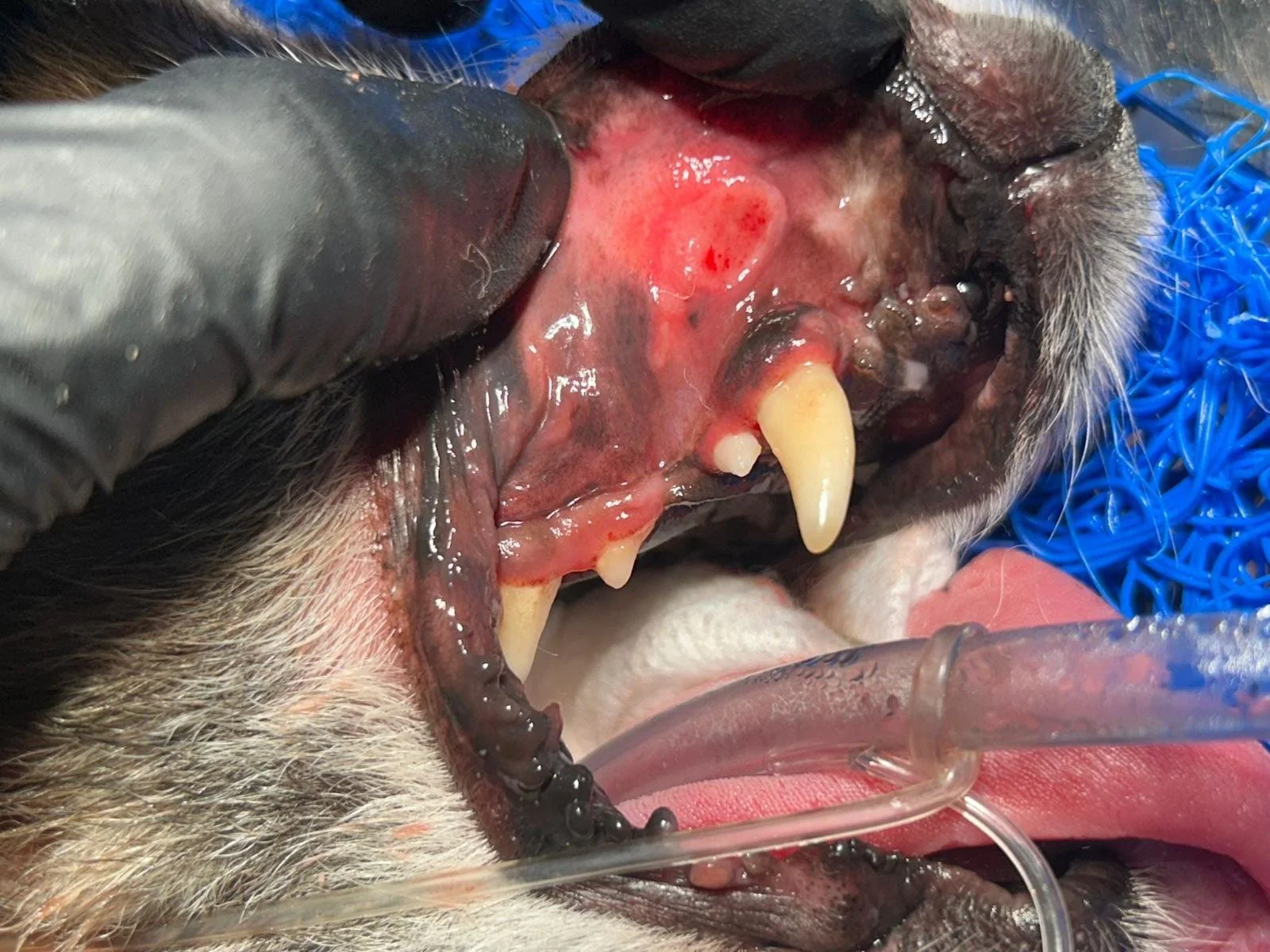 Stomatita cronică la câini (gingivostomatita): cauze, simptome și tratament