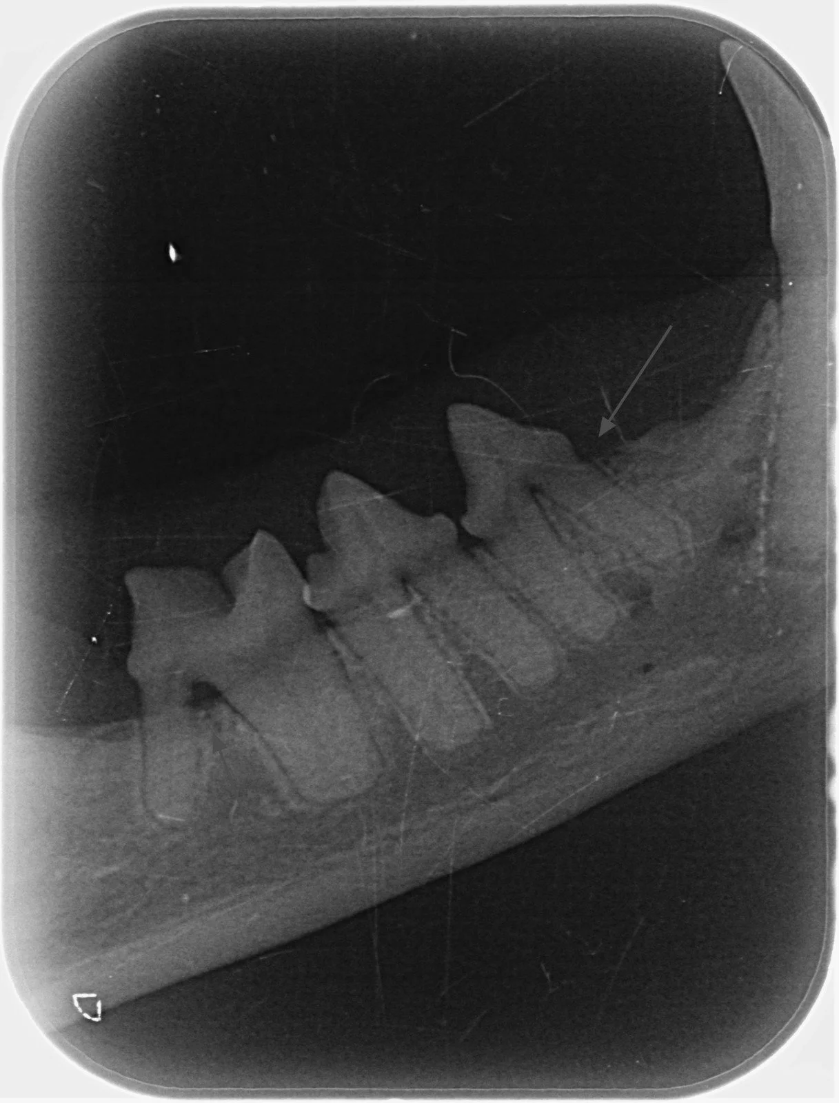 Radiografia intraorală la animalele de companie: diagnostic precis pentru sănătatea dentară