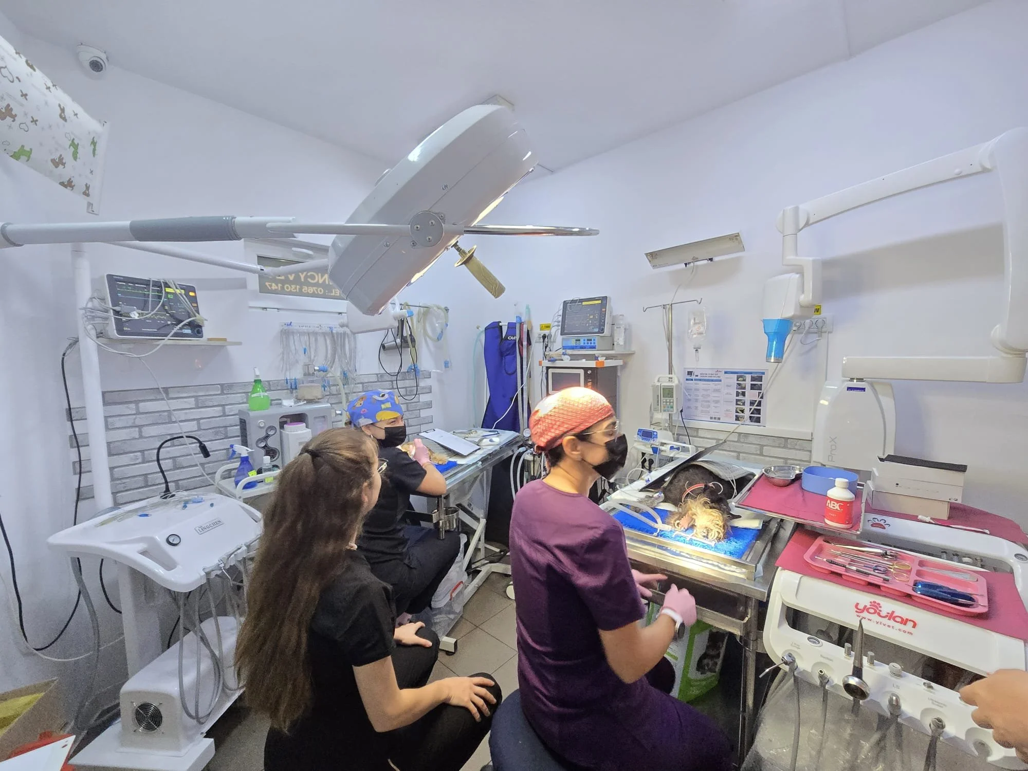 Mituri despre anestezia pentru proceduri dentare veterinare