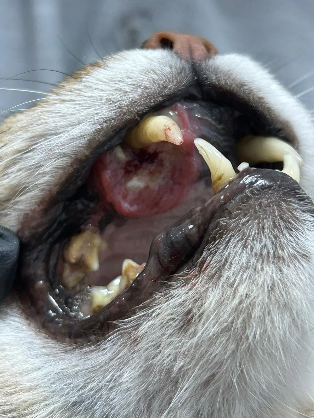 Tumorile orale la animale: semne timpurii pe care le poți observa acasă