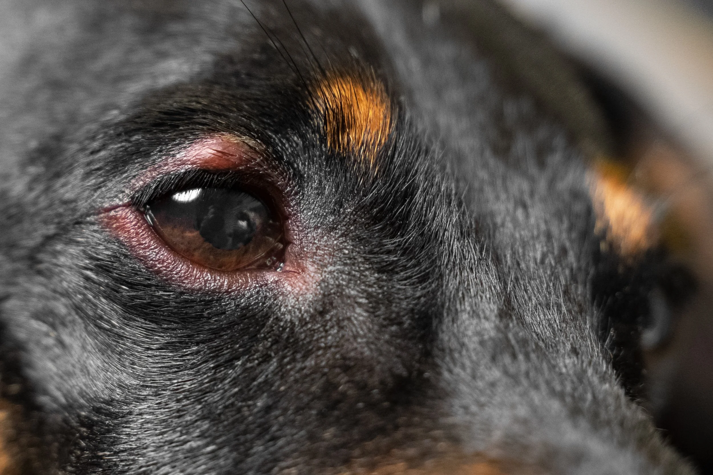 Ochii roșii la câini: cauze, simptome și când trebuie să mergi urgent la veterinar