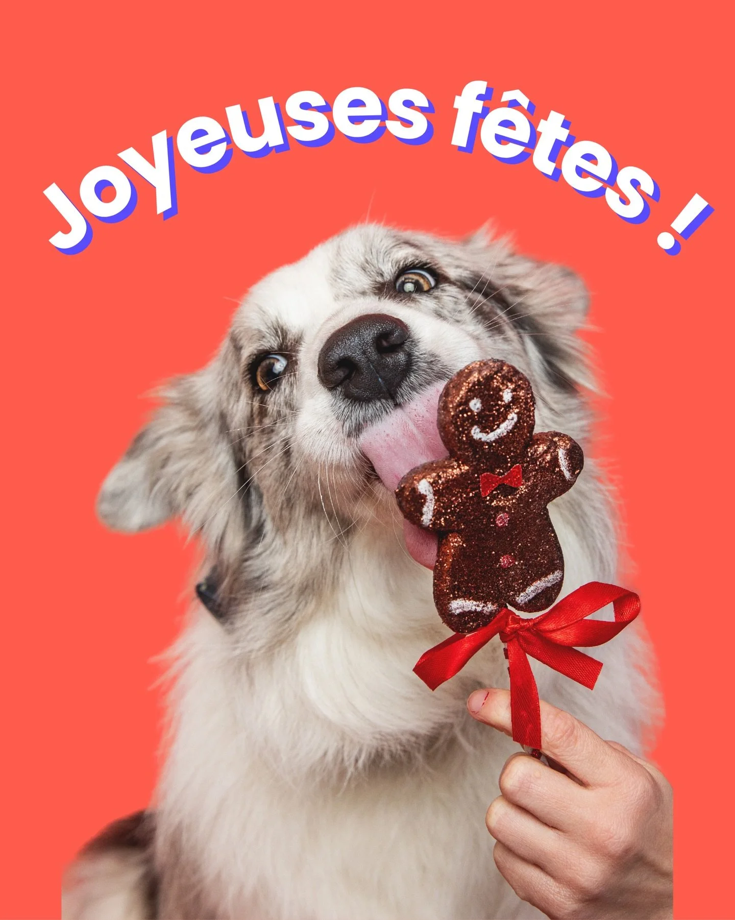 🎄 Joyeuses f&ecirc;tes &agrave; tous !
Vous l&rsquo;aurez reconnue&hellip; c&rsquo;est Enjoy, ma fid&egrave;le associ&eacute;e du quotidien 🐶✨
Nous vous souhaitons de belles f&ecirc;tes, pleines de douceur, de repos&hellip; et de friandises &eacute