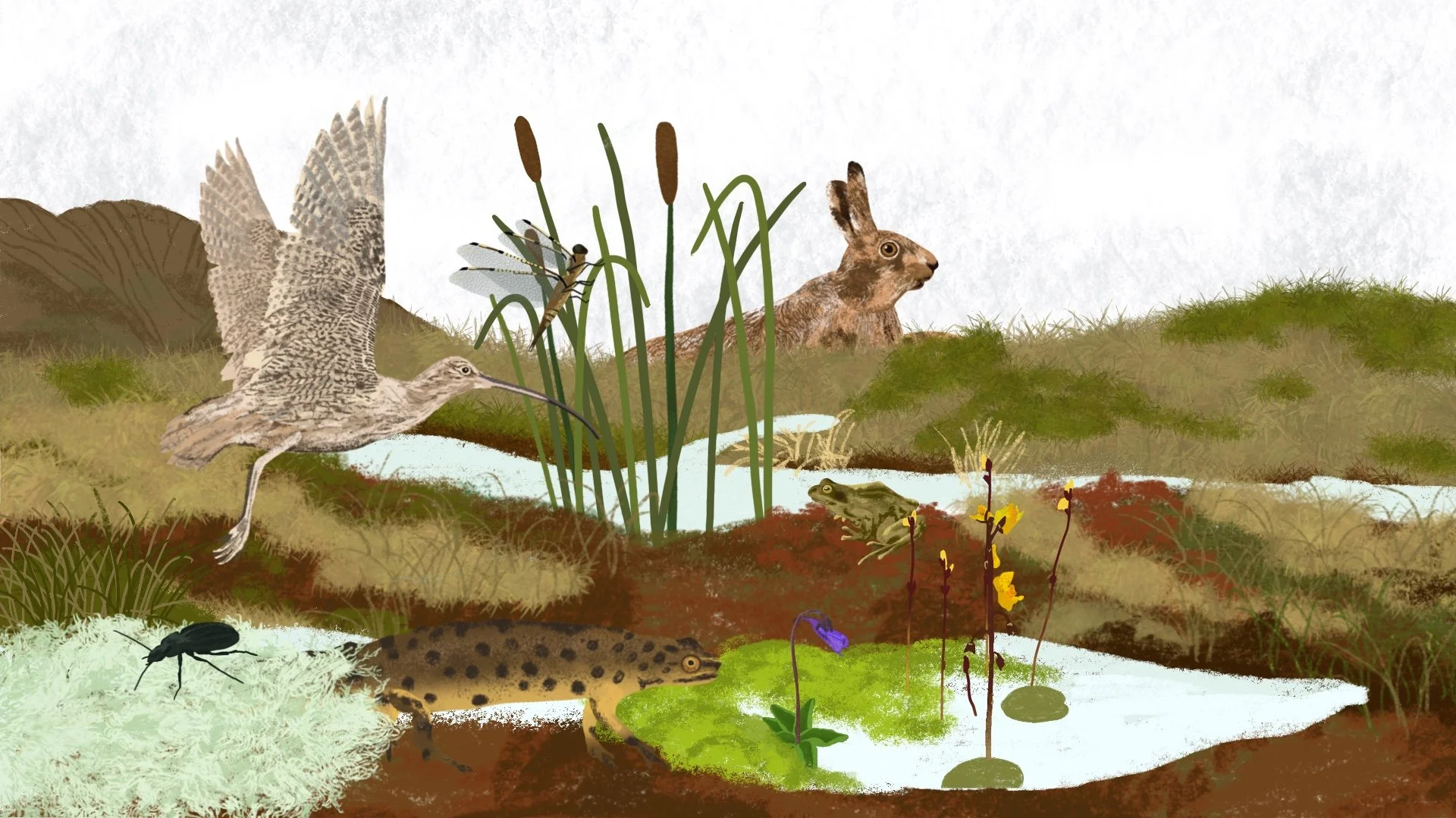 The Biodiversity of Irish Peatlands, National Parks and Wildlife Service (NPWS)