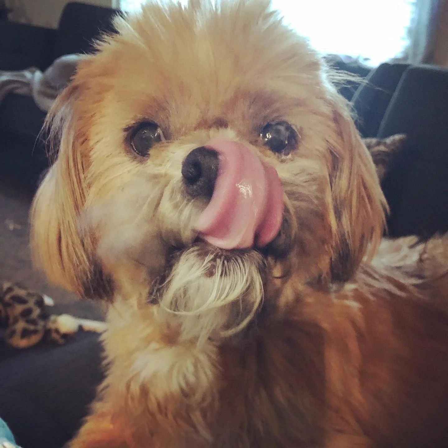 A small reddish-brown dog with long fur is licking its nose. The background shows a dark surface and a window with curtains.