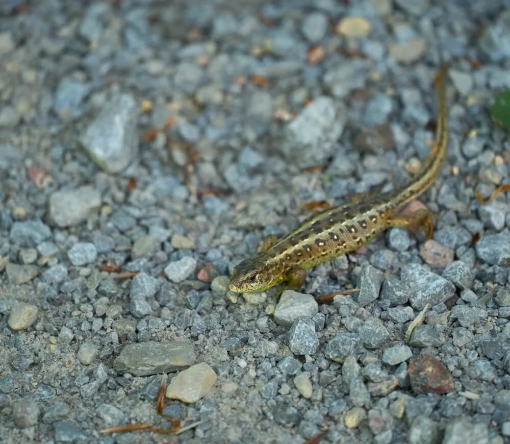 A common newt in a British steam - ASH Design and Assessment