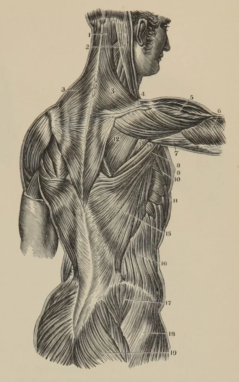 Muscles, émotions et méridiens : les 14 tests musculaires de base en kinésiologie