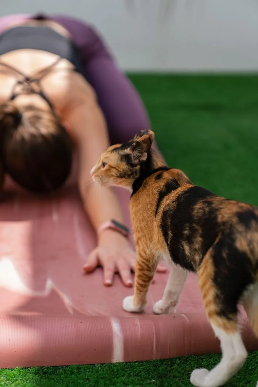 A person doing yoga on a pink mat with a brindle-colored cat standing nearby.