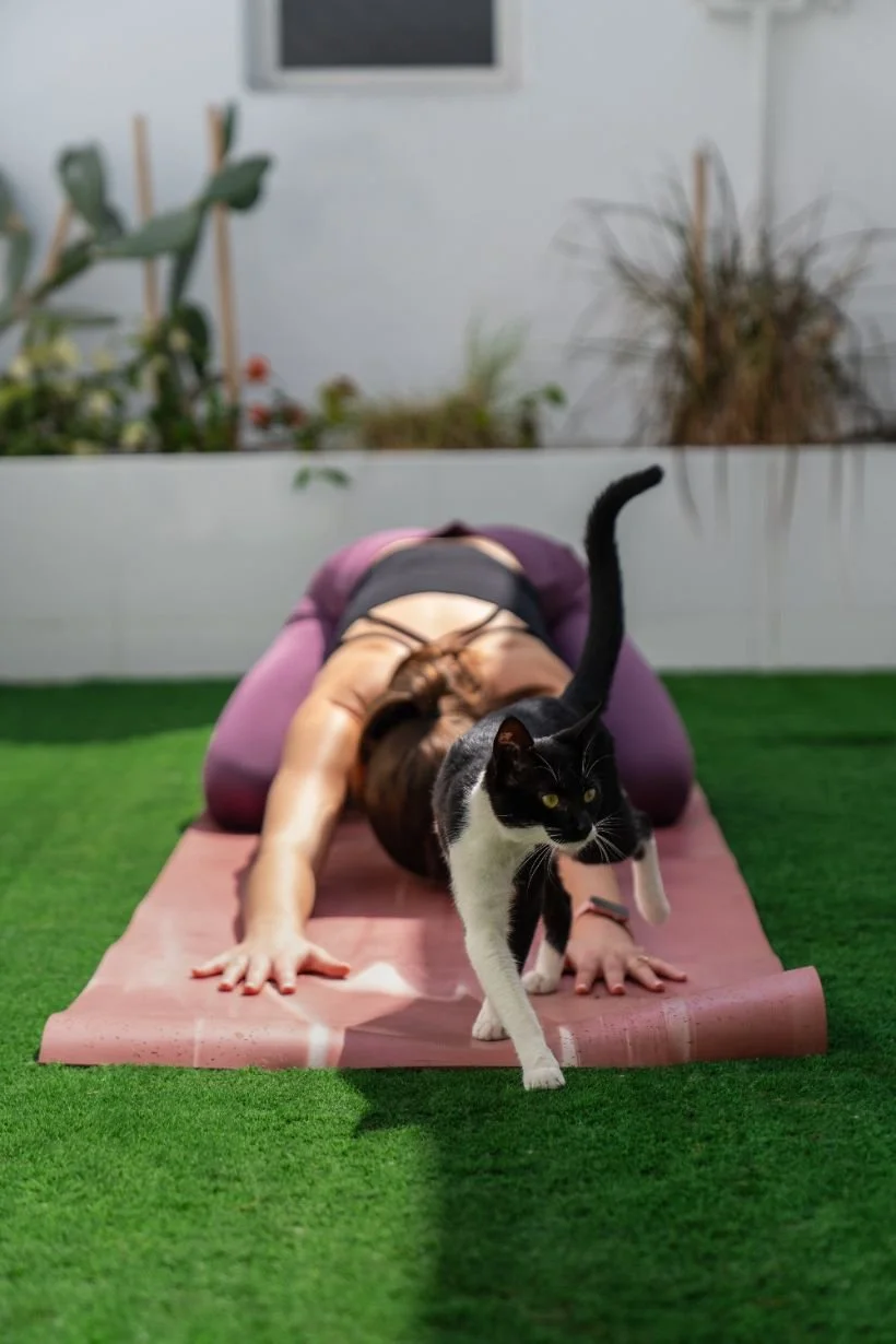  Kitten Yoga. 
Get moving whilst enjoying some cute company with our kitten yoga. Enjoy a yoga class with our feline friends alongside.
 From 5250 AED. 
 
Popular Searches: Top Picks,
Popular Searches: New In,
Experiences: Active,
Experiences: Wellbe