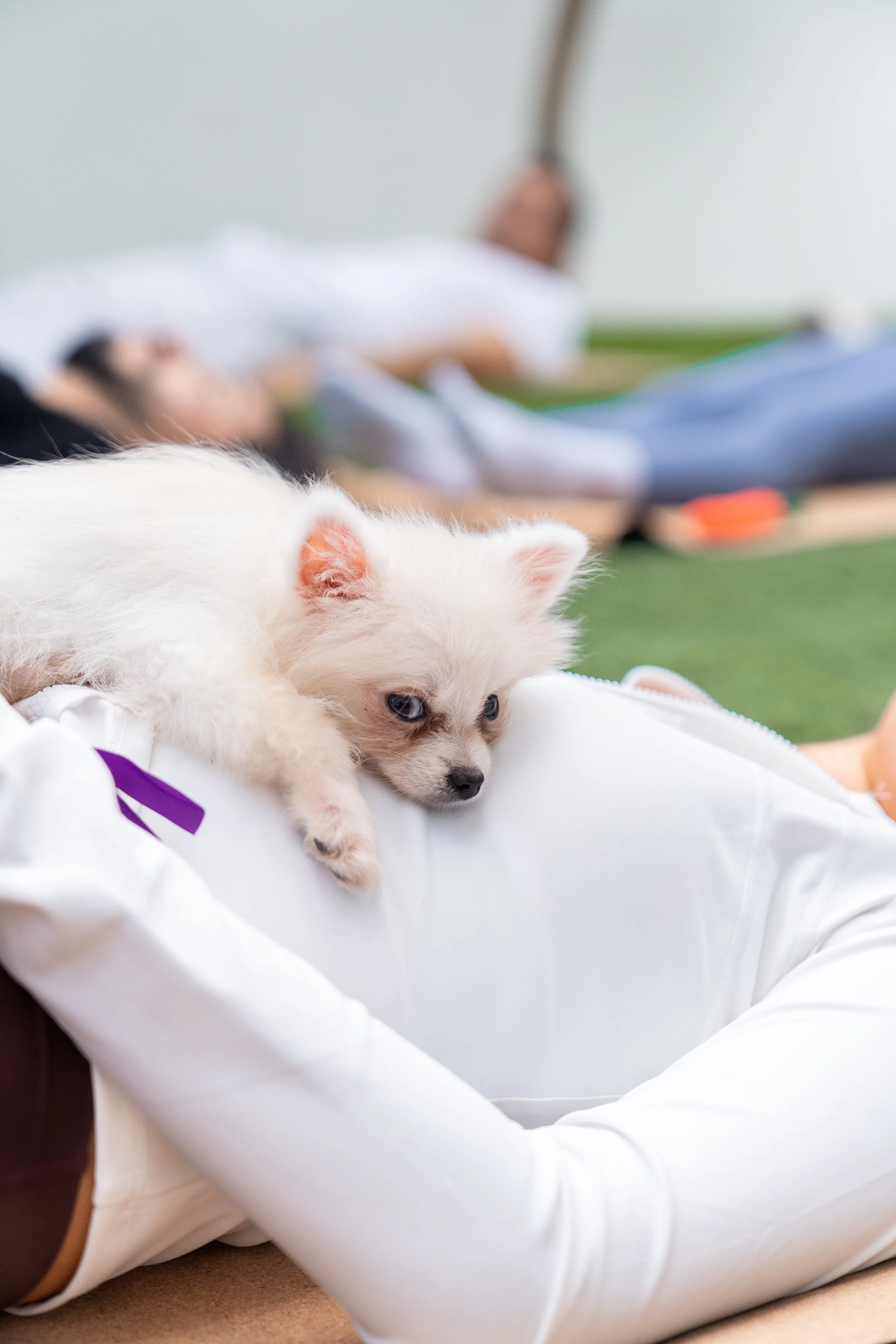 A small white puppy laying on a person's stomach, with people lying on the ground in the background.