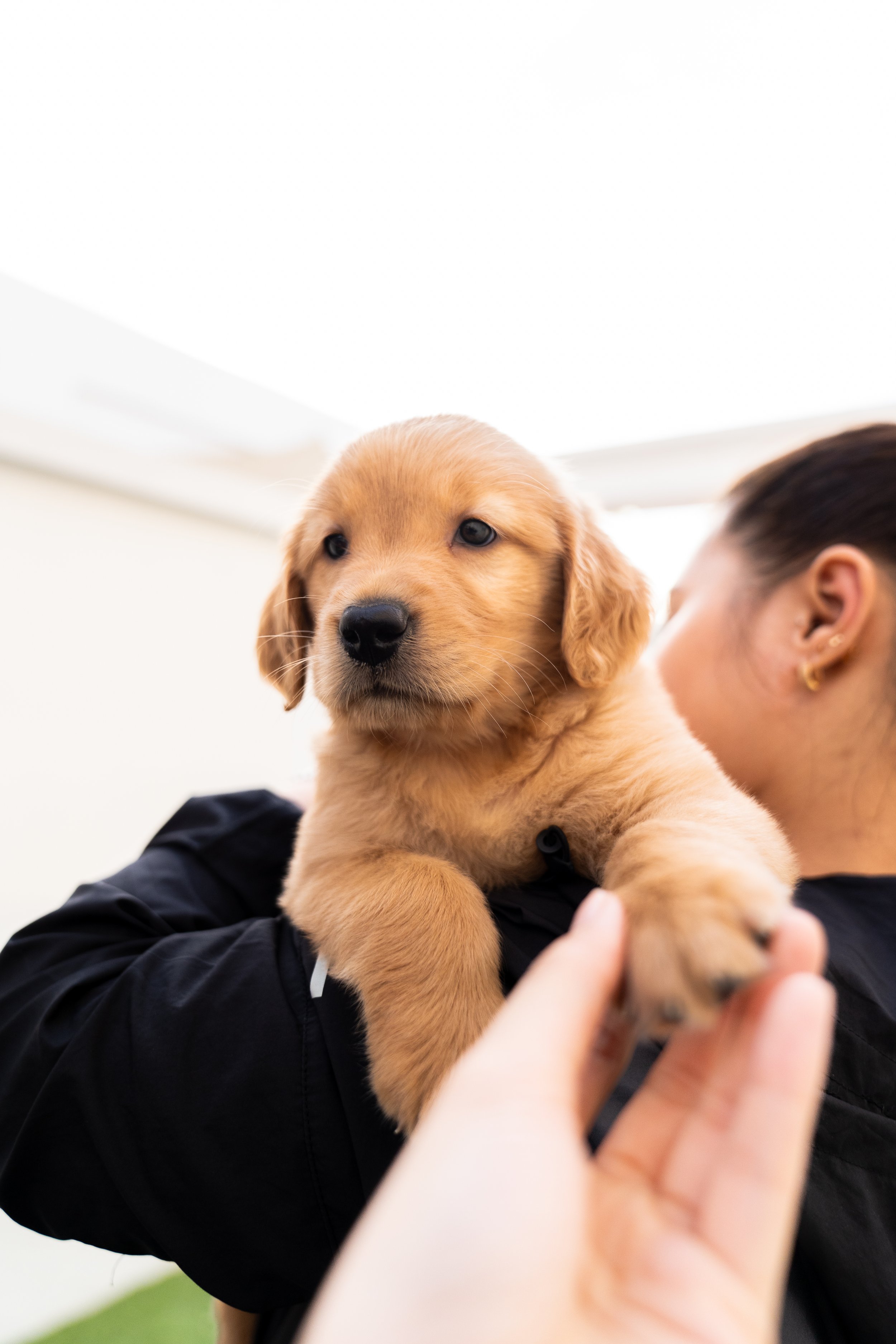 A person holding a golden retriever puppy, with a woman in the background.