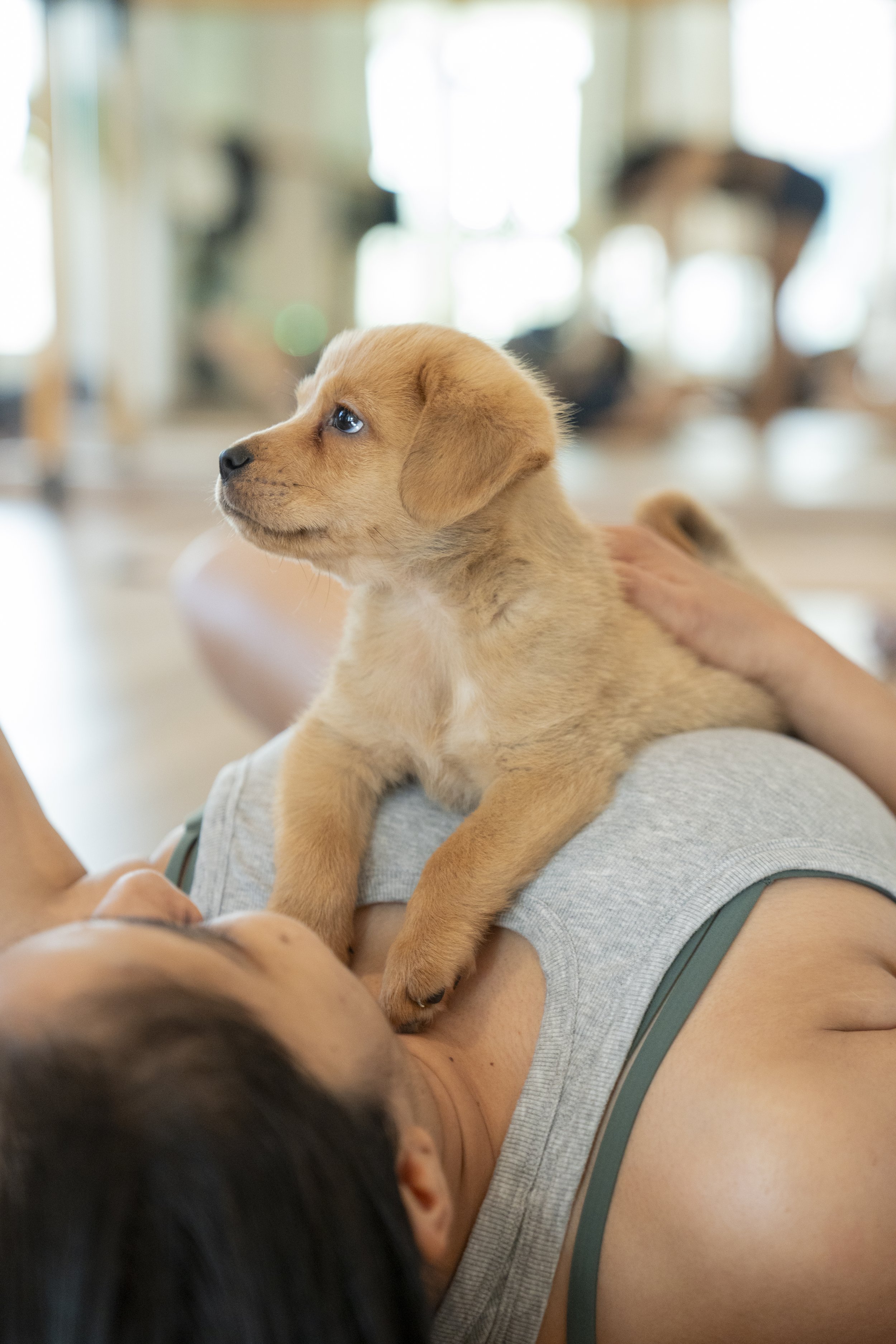 A person lying on the floor with a small, tan puppy resting on their chest, looking attentively to the side. The background shows a bright, indoor setting with blurred furniture.