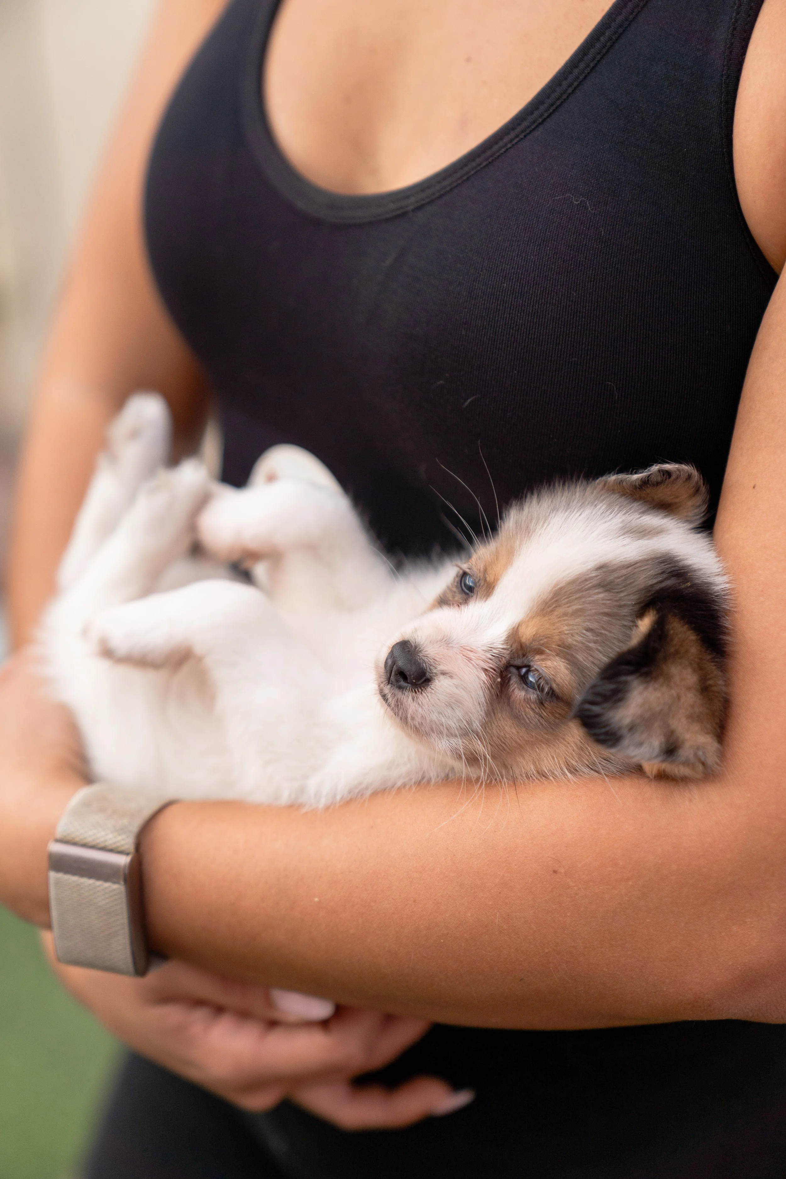 Person holding a small, fluffy puppy with blue eyes in their arms.