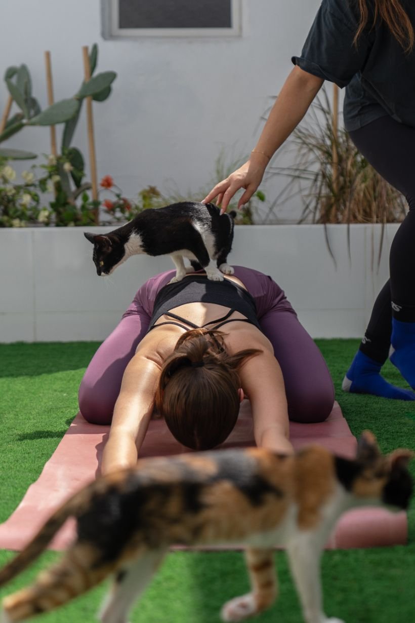 A woman practicing yoga on a mat outdoors with two cats and a dog present.