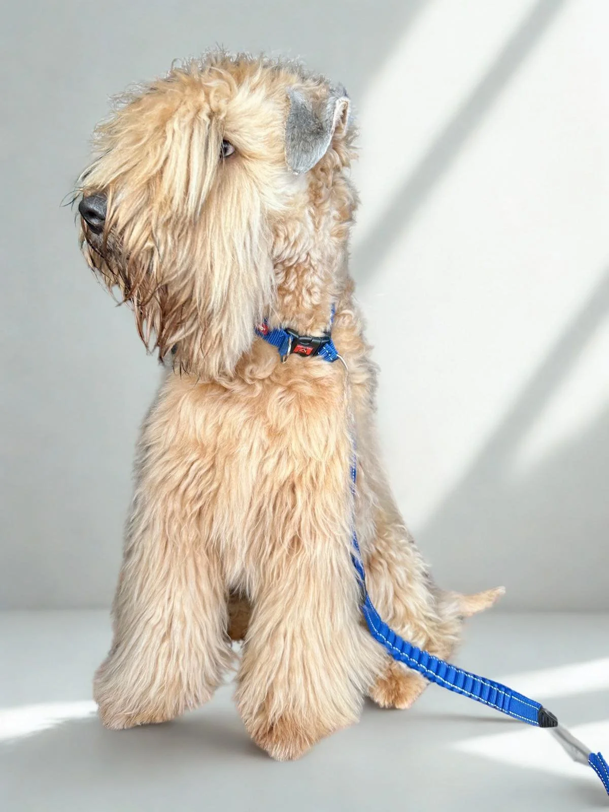 ⸻

✨🏆 What a day for team Calvenace! 🏆

Our lovely boy Enzo (Calvenace Shake Your Groove) took 1st place in a strong Limit Dog class &mdash; earning his Stud Book Number (which means he&rsquo;s now qualified for Crufts for life! 🎉🐾).

And not to 