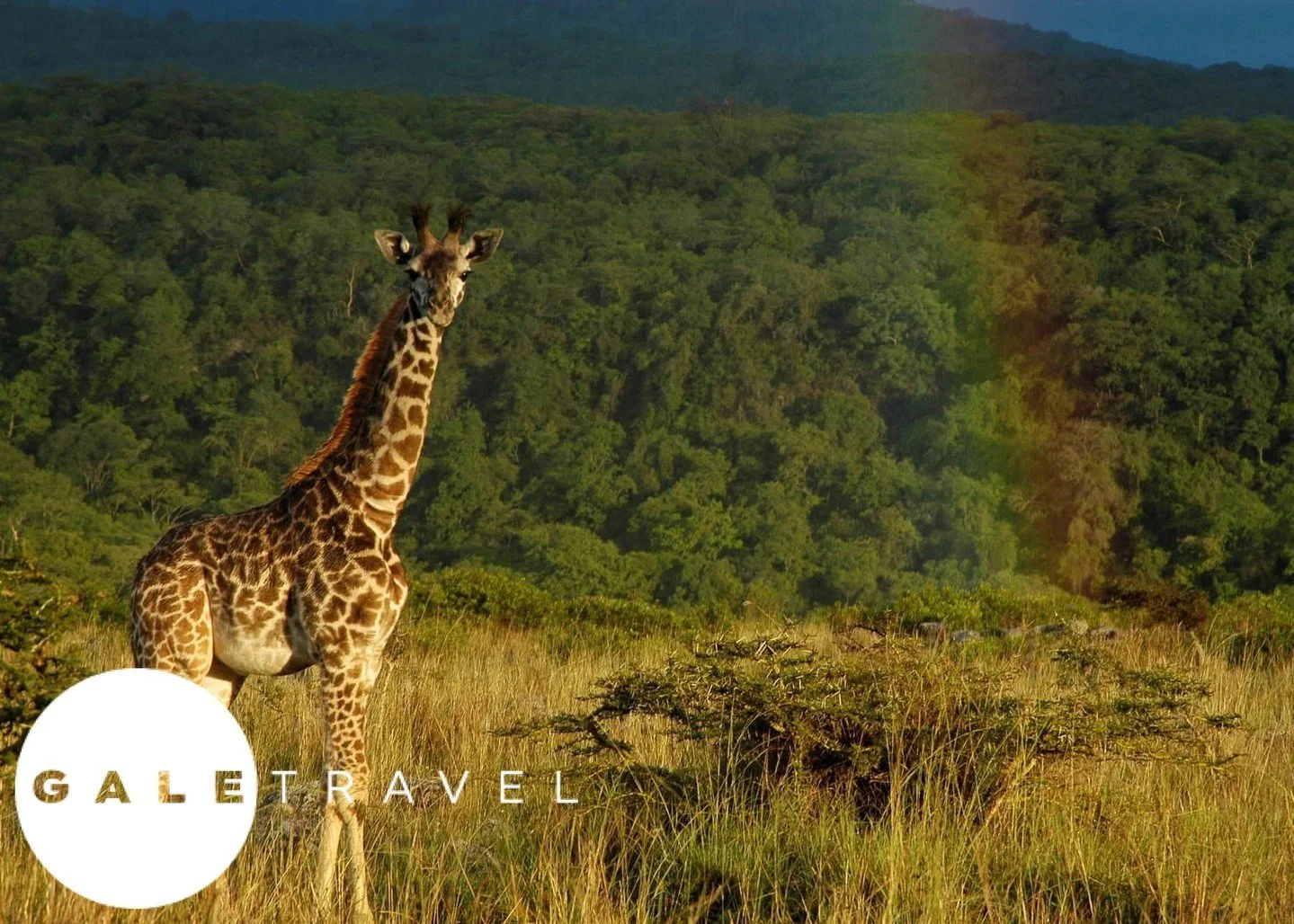 𝗢𝗻𝗲 𝗹𝗶𝗳𝗲-𝗰𝗵𝗮𝗻𝗴𝗶𝗻𝗴 𝘀𝗮𝗳𝗮𝗿𝗶. 𝗘𝘃𝗲𝗿𝘆𝘁𝗵𝗶𝗻𝗴 𝗰𝗵𝗮𝗻𝗴𝗲𝗱 𝗳𝗼𝗿 𝗺𝗲. 

Not so long ago, I was helping people find their dream jobs. But it took a last-minute flight to South Africa, a tent under the stars, and the sound o