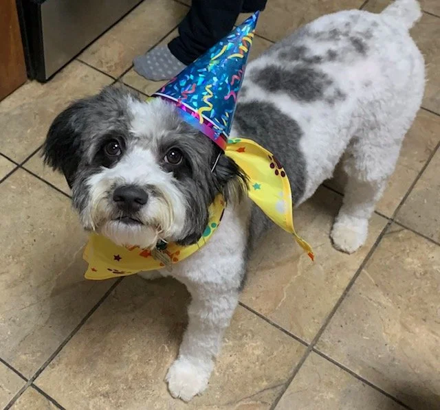 A dog wearing a blue party hat and yellow bandana, standing on a tiled floor.