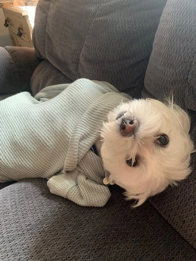 A small white dog lying on its back on a gray couch, wearing a light gray sweater, with its head tilted upside down and looking at the camera.