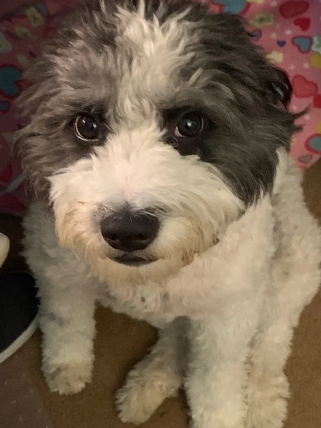A cute black and white fluffy puppy looking up at the camera, sitting on a wooden floor with a pink blanket with hearts in the background.